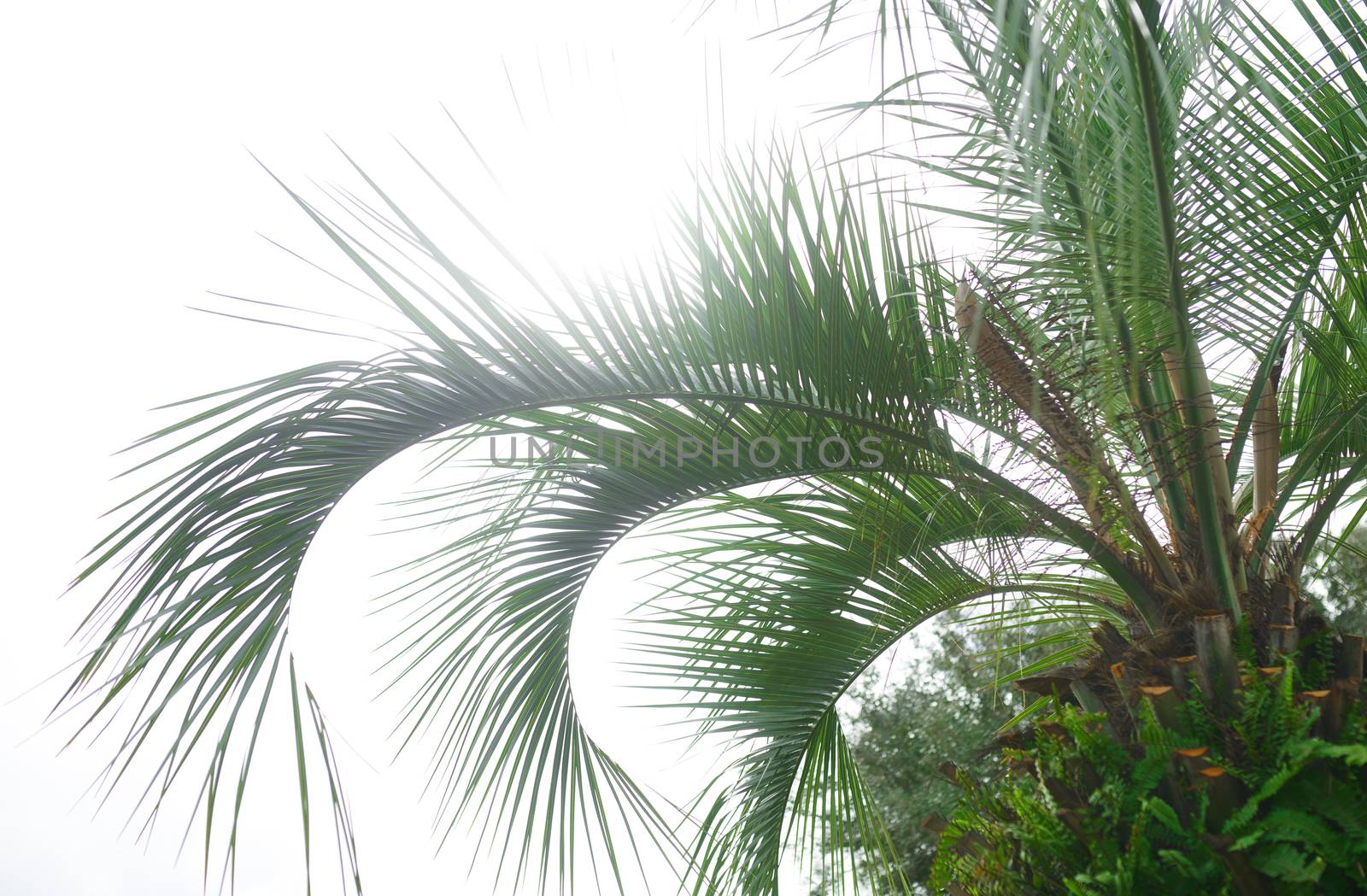 Palm trees against the sunny sky by Novic