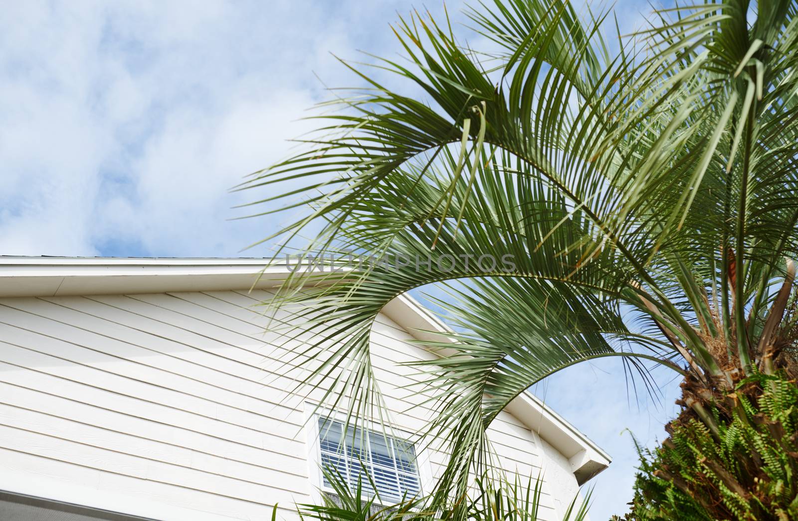 Residential building and palm tree at the backyard