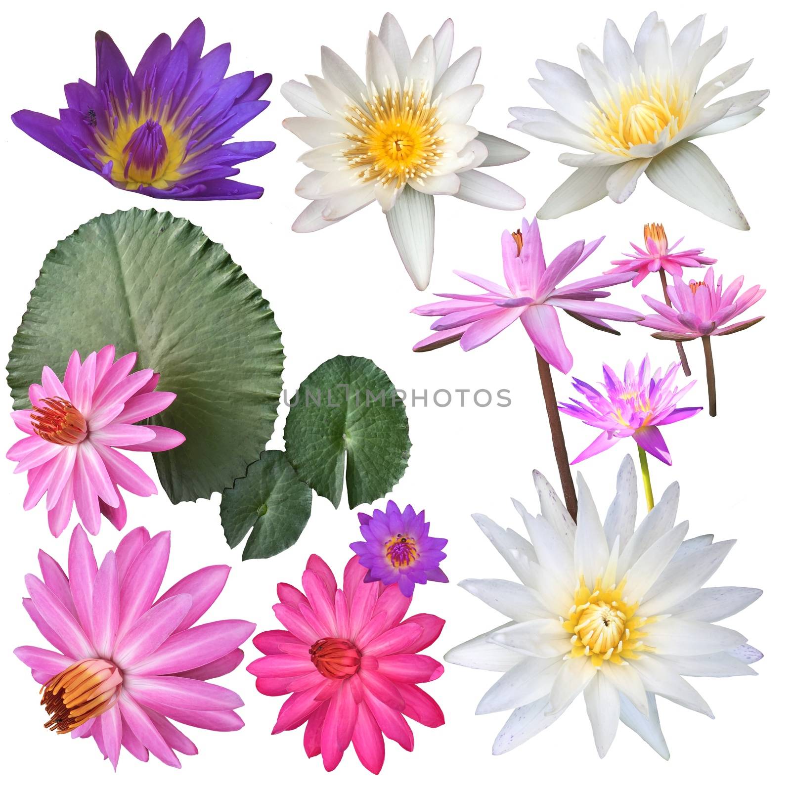 Сollection Natural Variety of lotus or waterlily flowers and leaves. Lotus set on white background. 