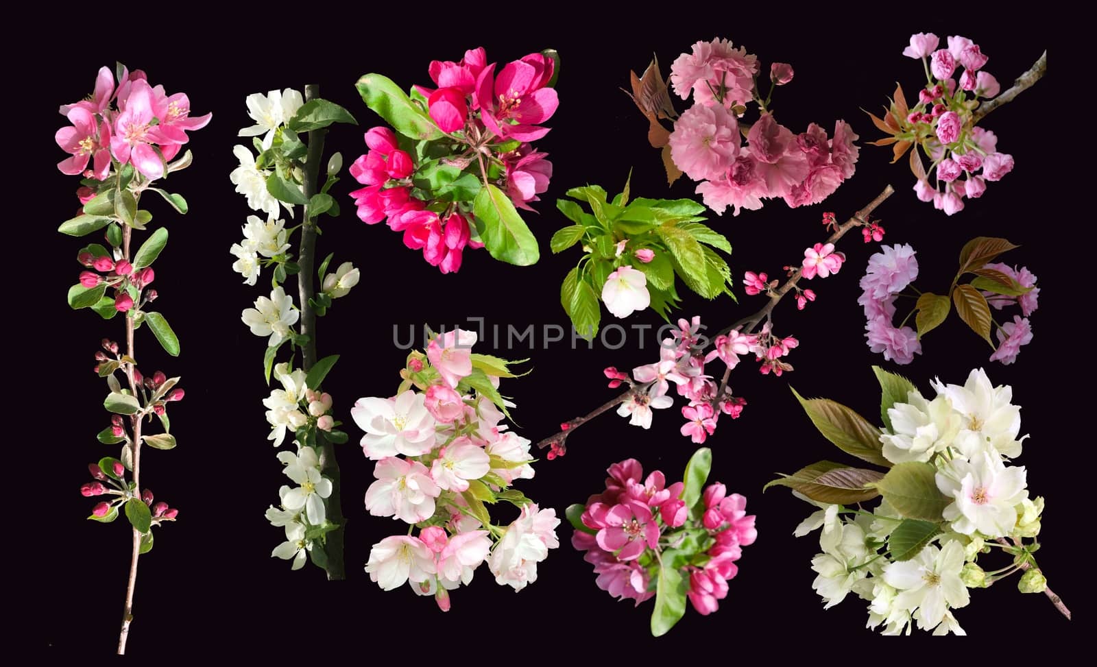 Collection of spring blossom and branch of cherry, sakura and apple tree flowers blooming. Isolated on black background.