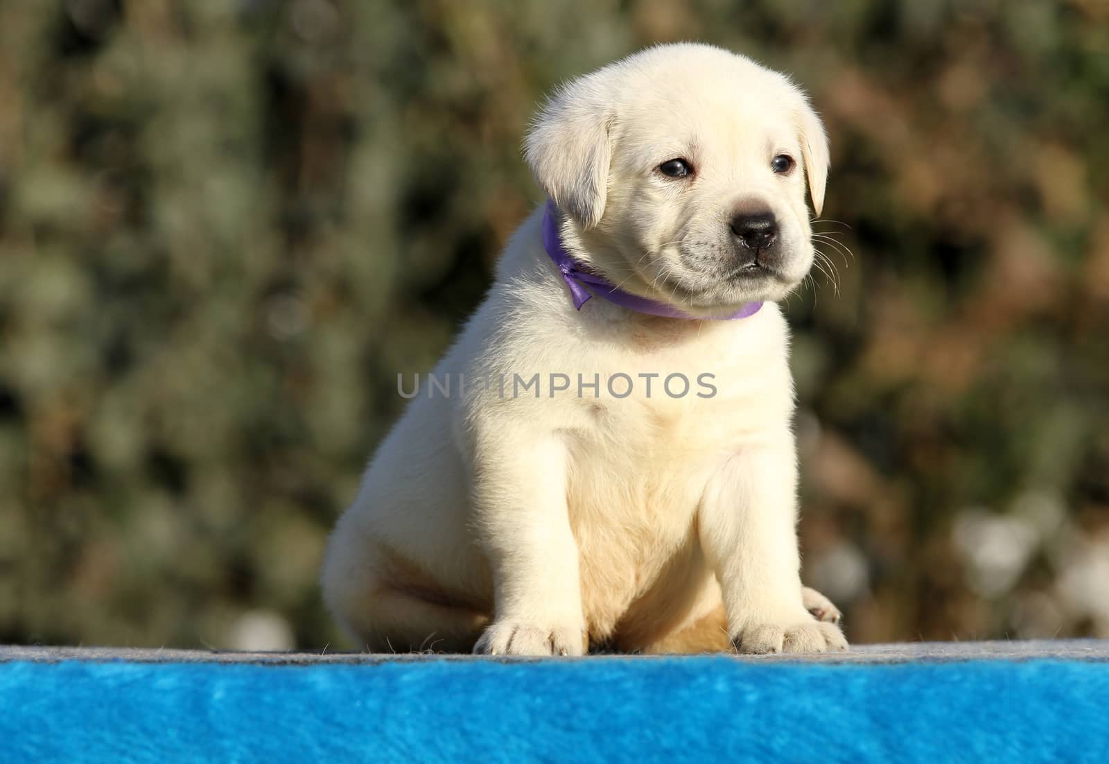 the little labrador puppy on a blue background