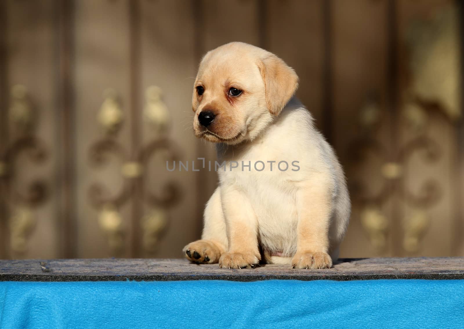 the sweet little labrador puppy on a blue background