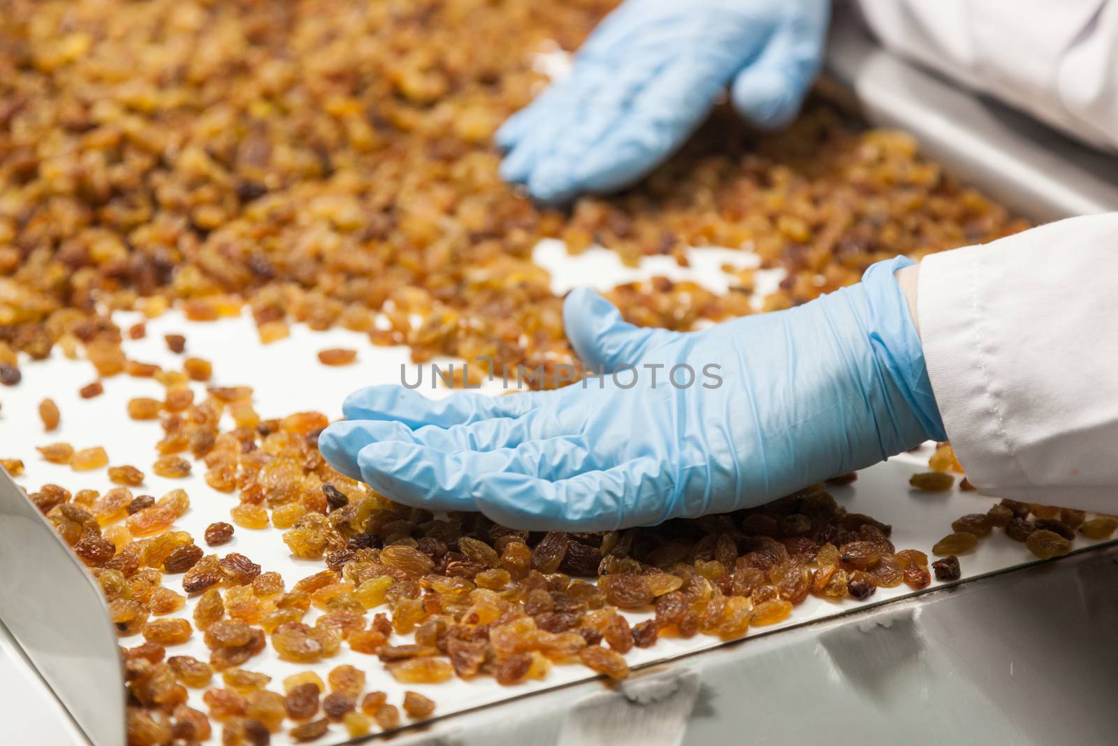 Manual selection of raisins on a metal conveyor