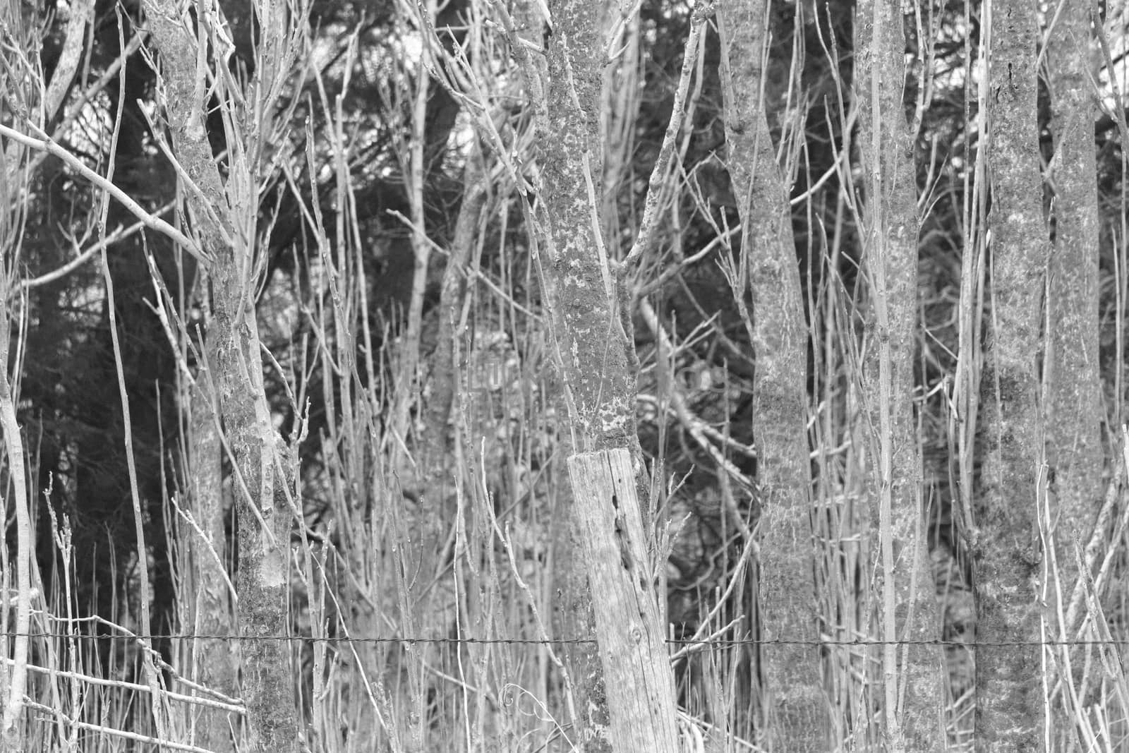 Black and White photo of a Old wooden fence post with barbwire in a pasture  by gena_wells