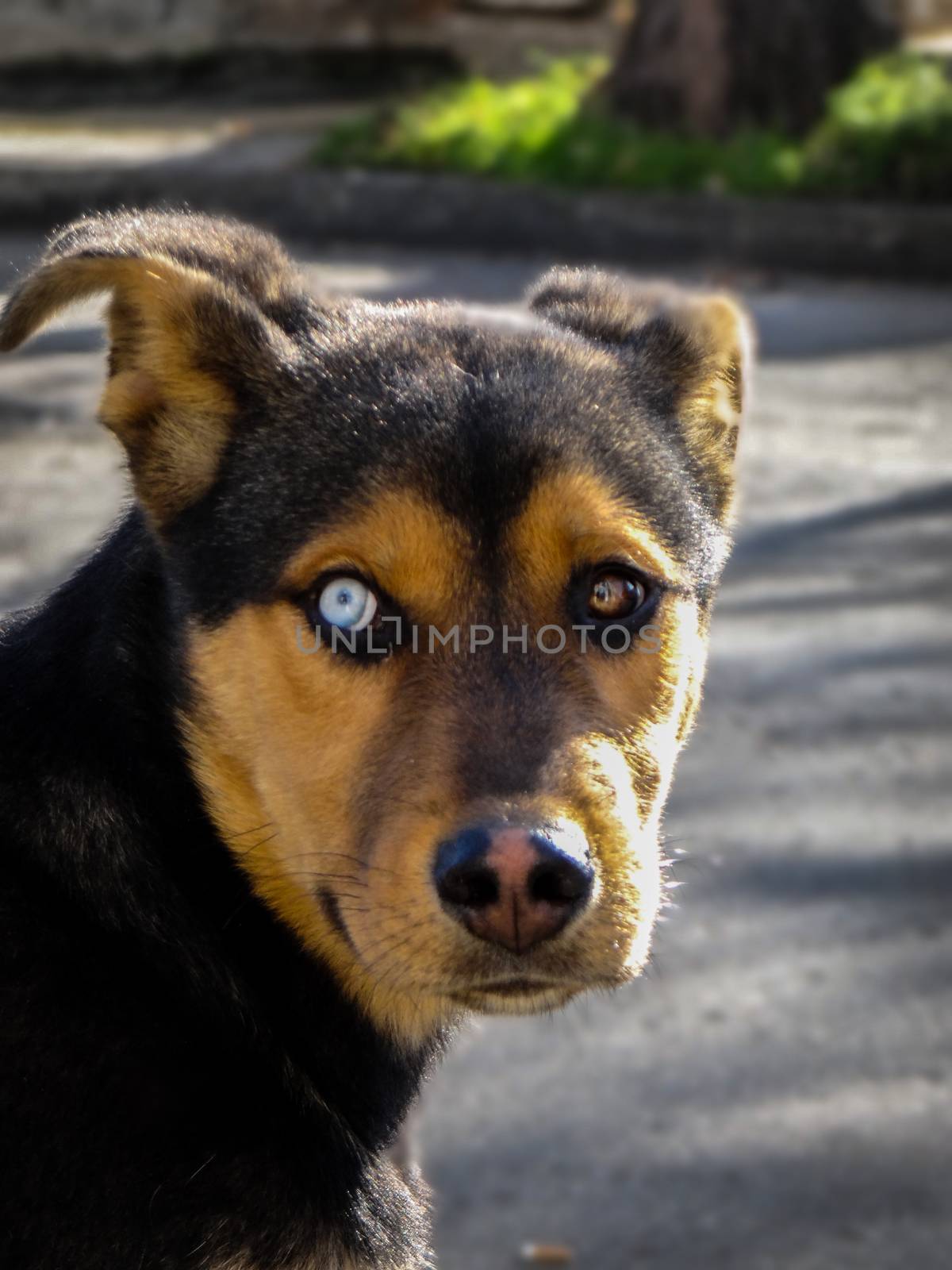 A dog with the gift of heterochromia, which is having two different iris colors.
