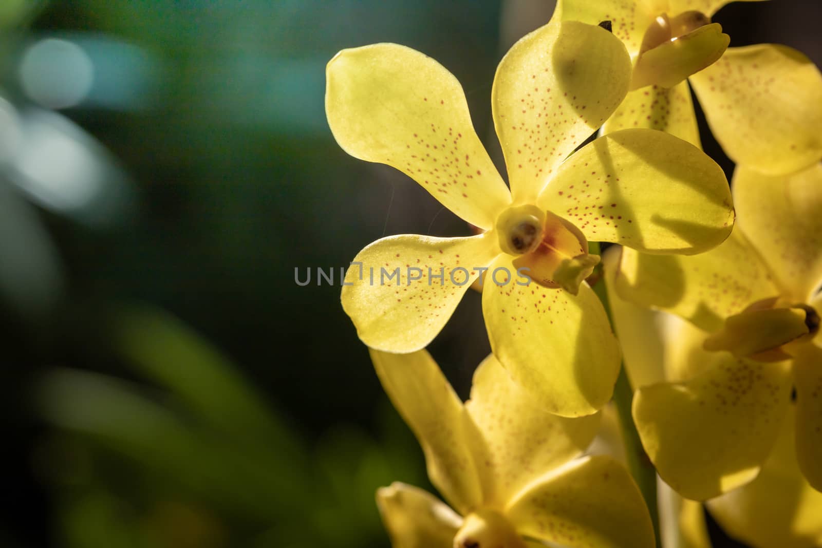 Beautiful blooming orchids in forest, On the bright sunshine