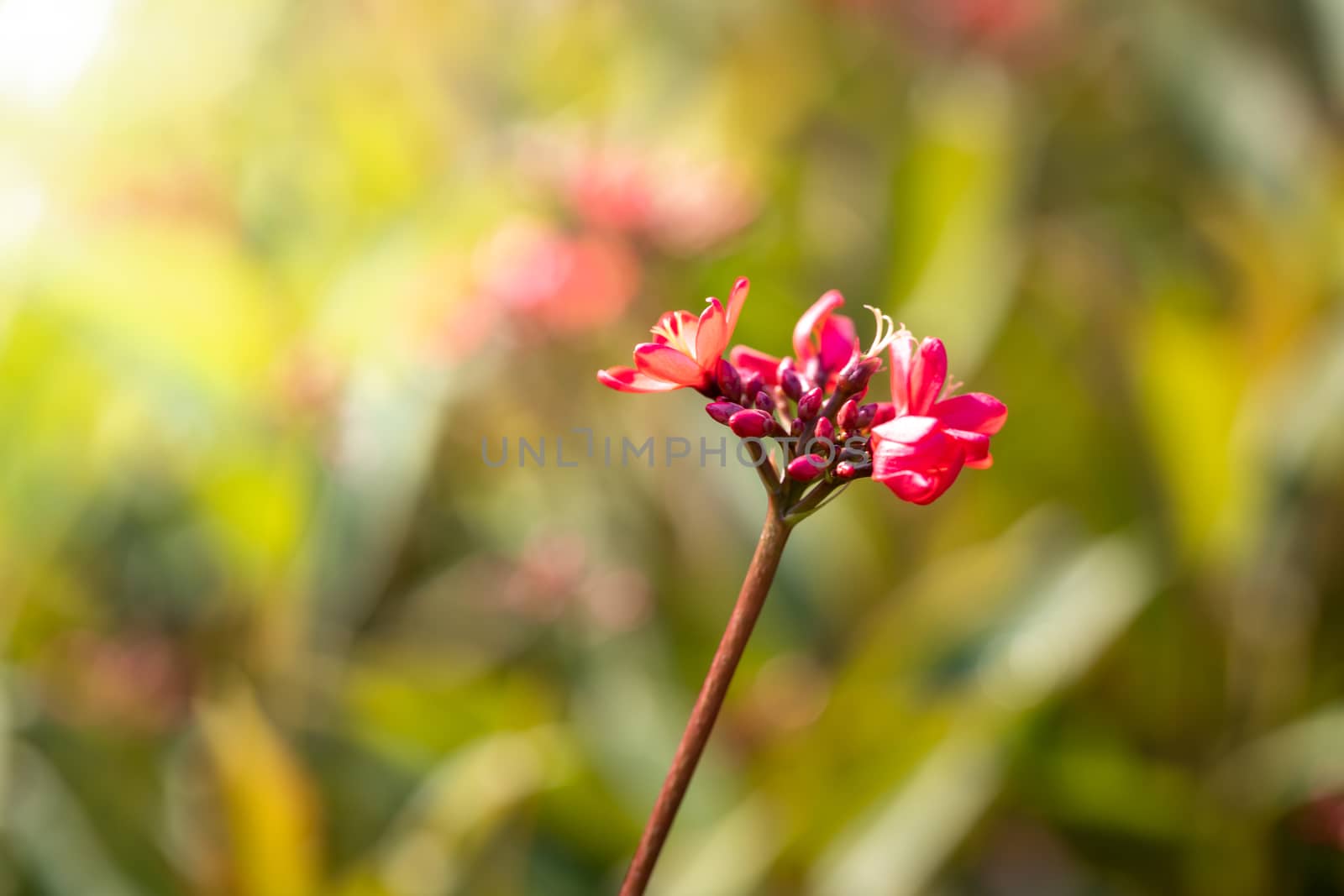 The background image of the colorful flowers, background nature