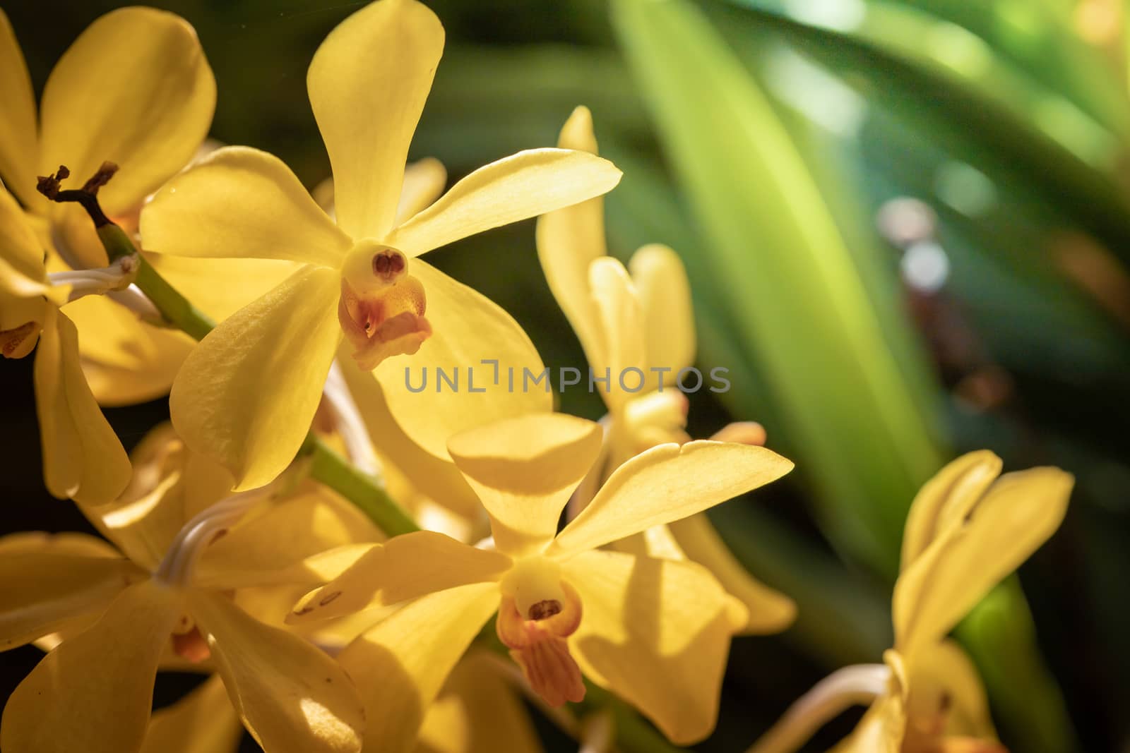 Beautiful blooming orchids in forest, On the bright sunshine