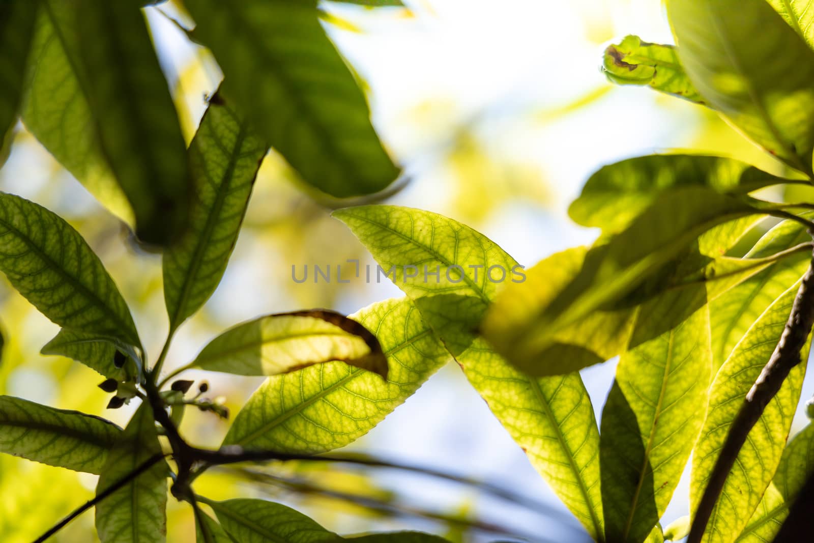 Close Up green leaf under sunlight in the garden. Natural background with copy space.