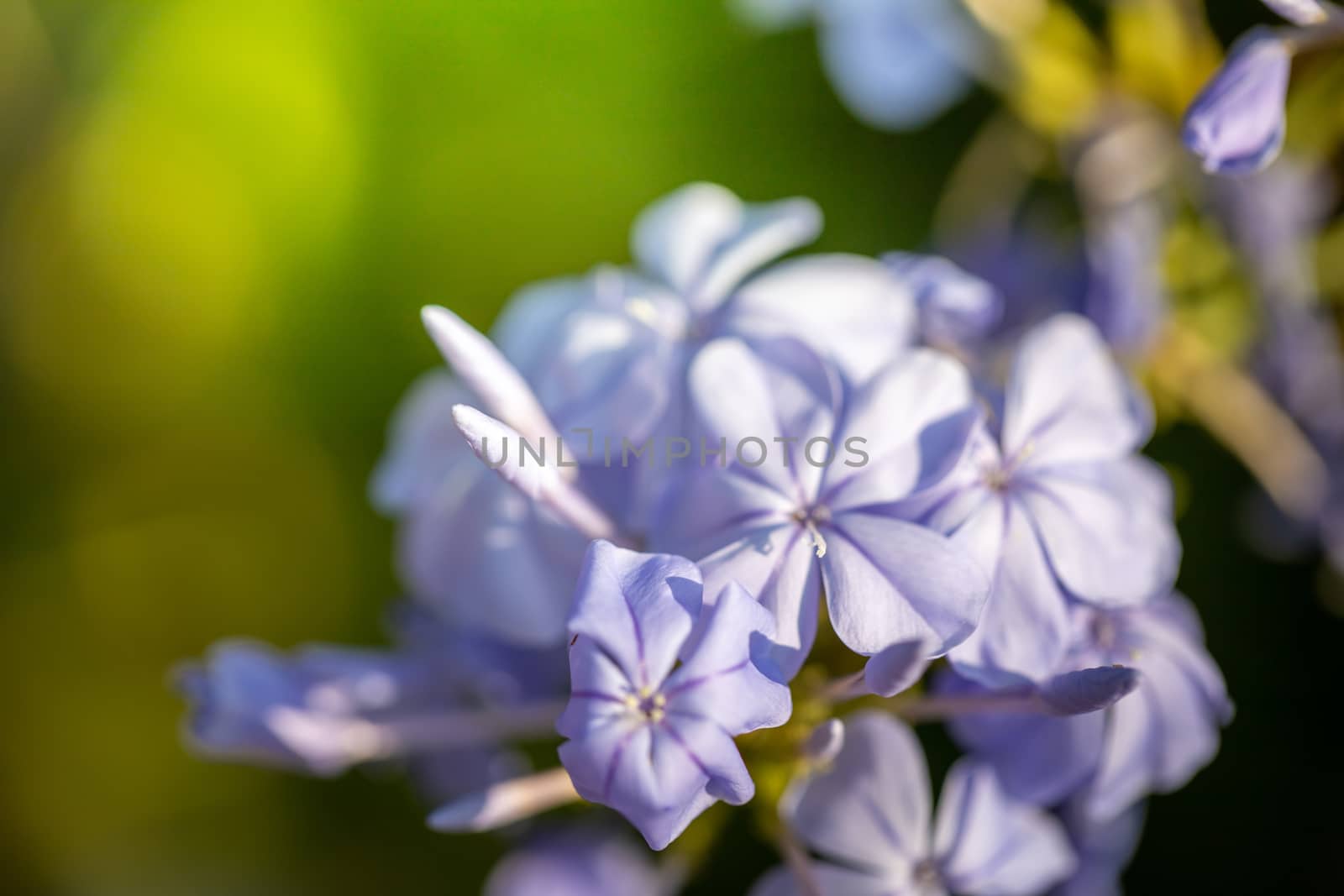 The background image of the colorful flowers, background nature