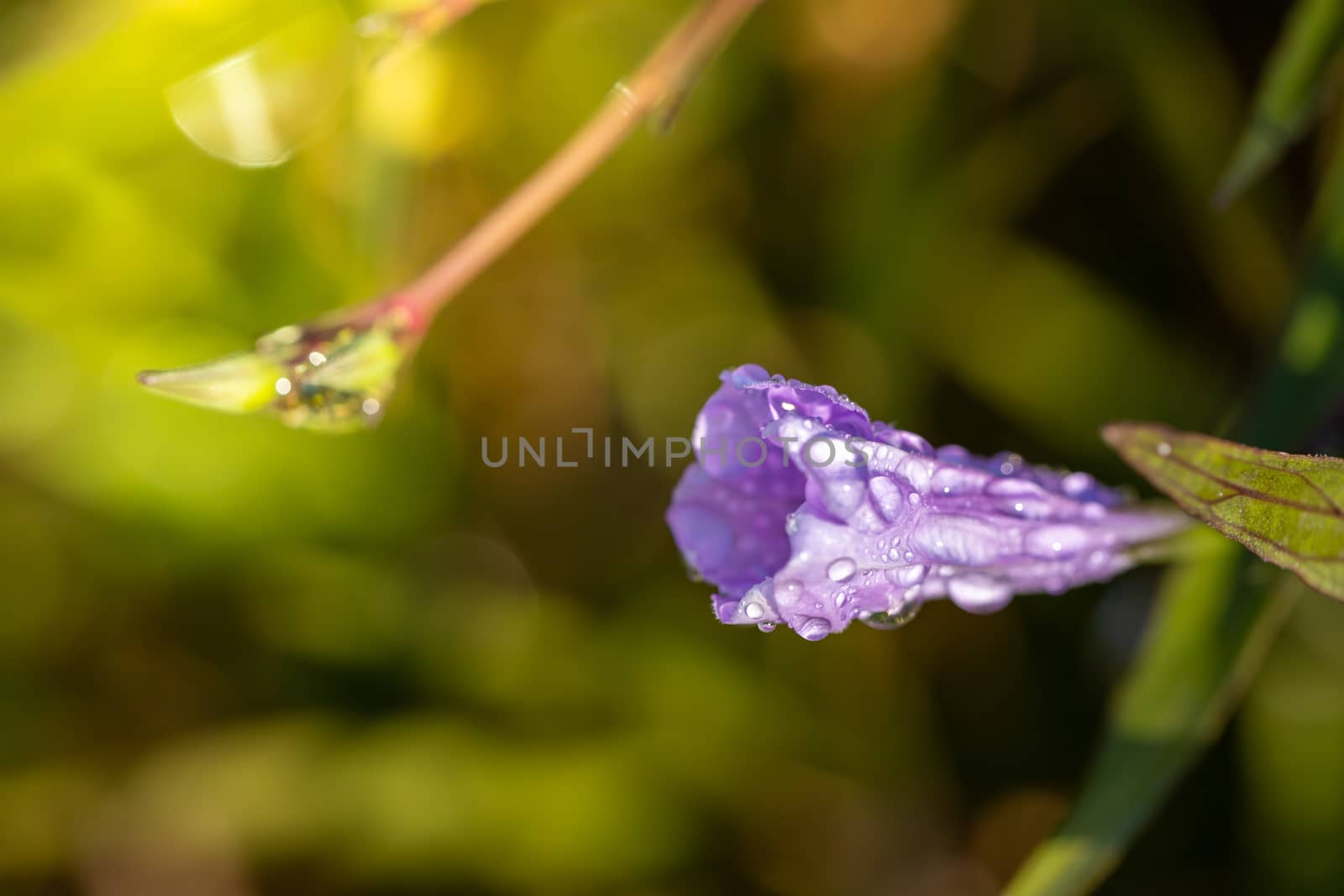 The background image of the colorful flowers, background nature