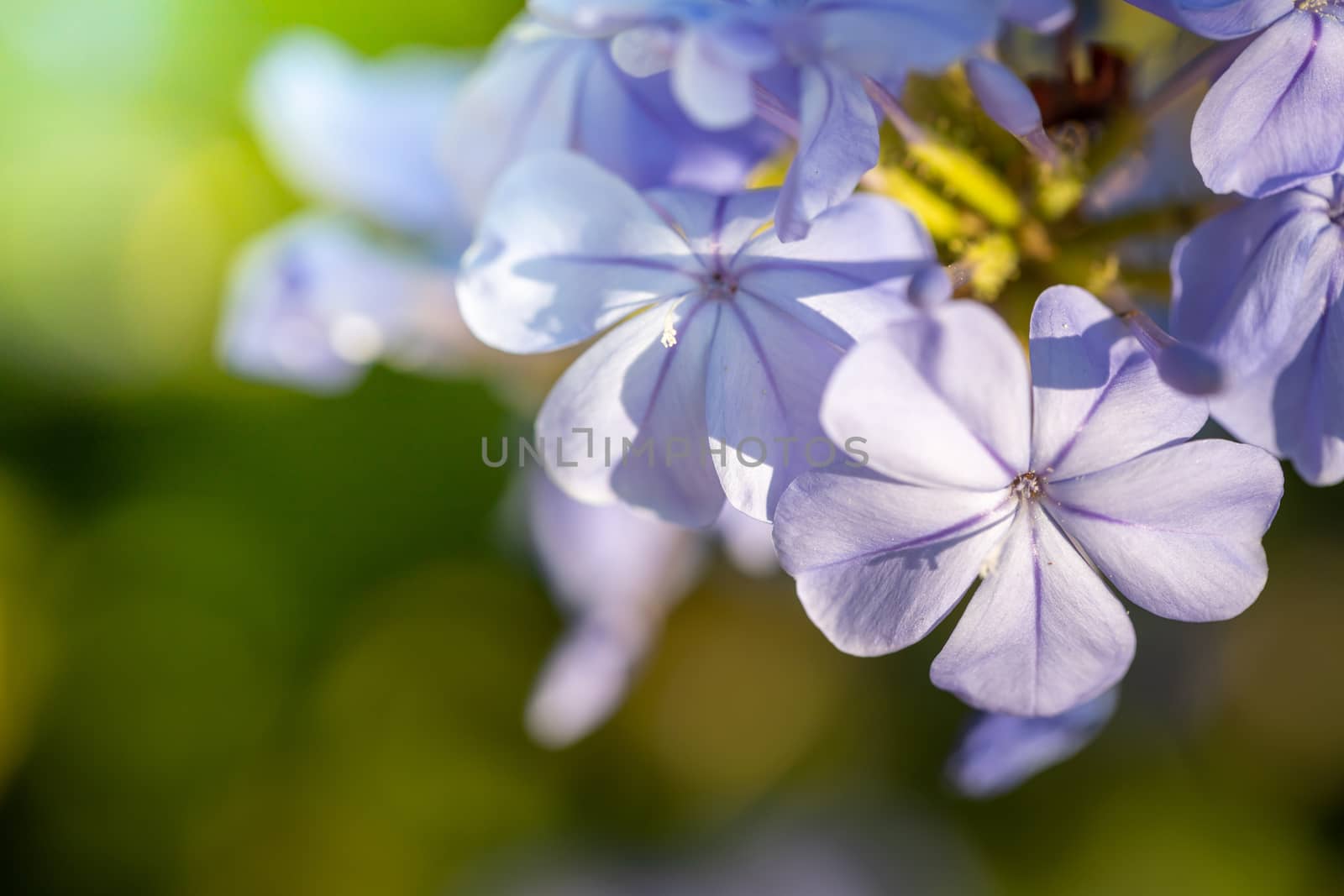 The background image of the colorful flowers, background nature