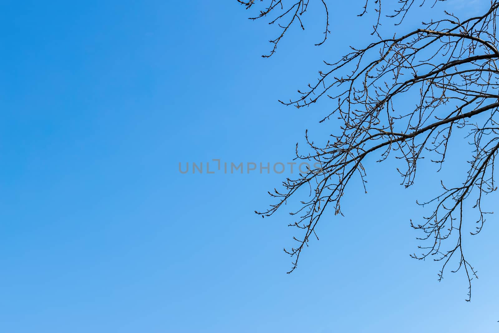 Spring view of nature. Many tree branches against the blue sky. Spring period. Warming, the onset of spring. Close up. Nature sky background, texture for Design. Wallpaper or Web banner With Copy Space