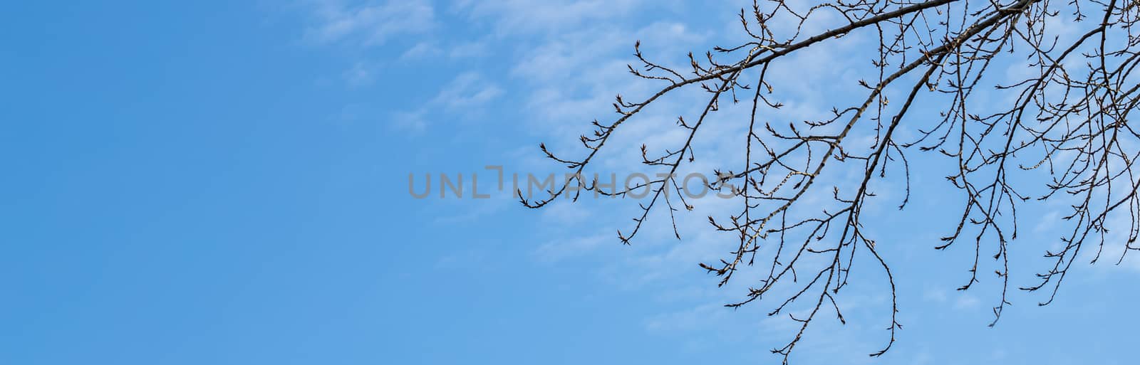 leafless tree branches against the blue sky. Bright Blue sky with white clouds over the horizon in sunny day. Nature sky background, texture for Design. Natural cloudy Wallpaper or Web banner With Copy Space