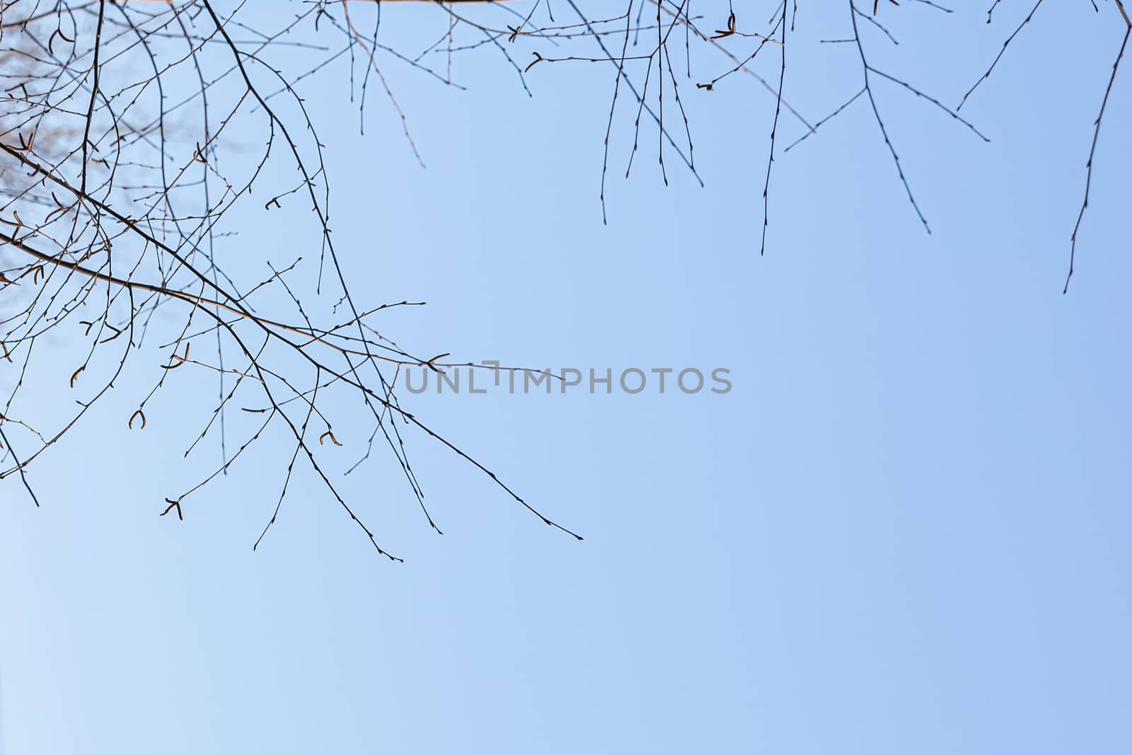 Spring view of nature. Many tree branches against the blue sky. Spring period. Warming, the onset of spring. Close up. Nature sky background, texture for Design. Wallpaper or Web banner With Copy Space