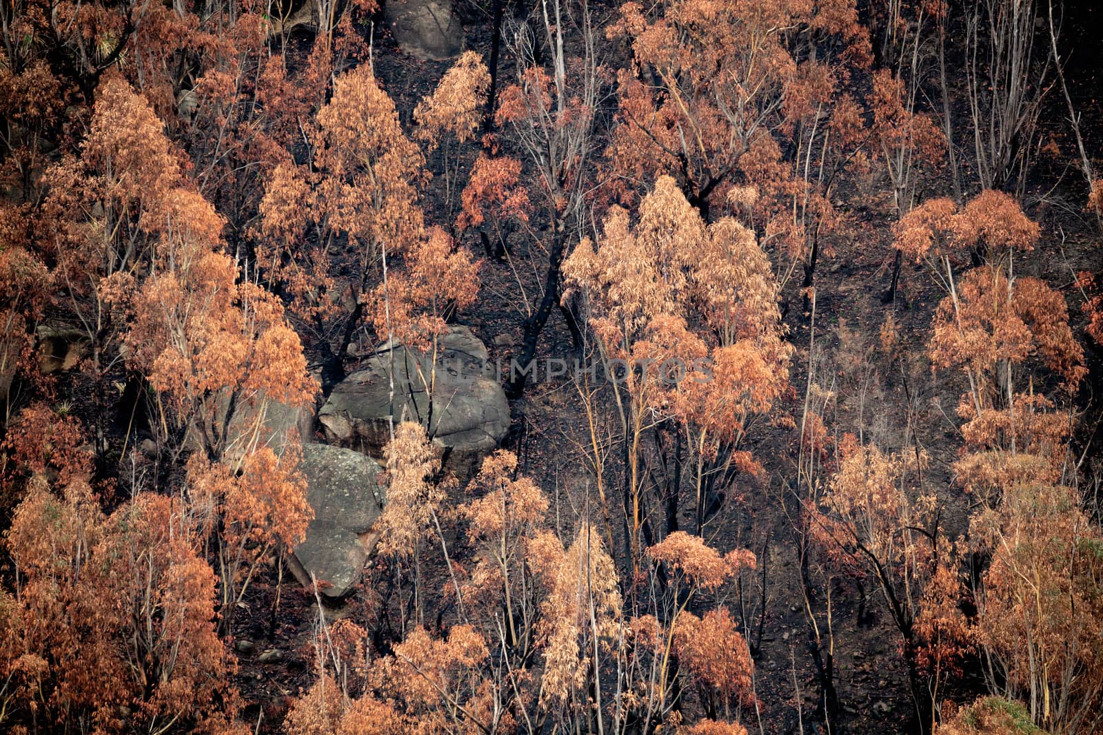 Looking down onto burnt bush land after the bush fires came through the area.  The fire has charred the ground and blackened the tree trunks but the leaves on the trees have only browned.  Blades of green grass are already showing days later.