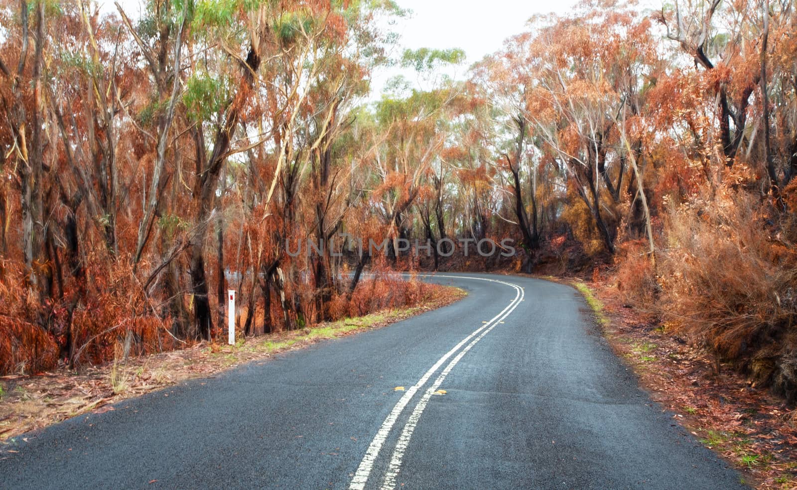 Curving road through burnt bush land in Australia after bush fires of the summer season