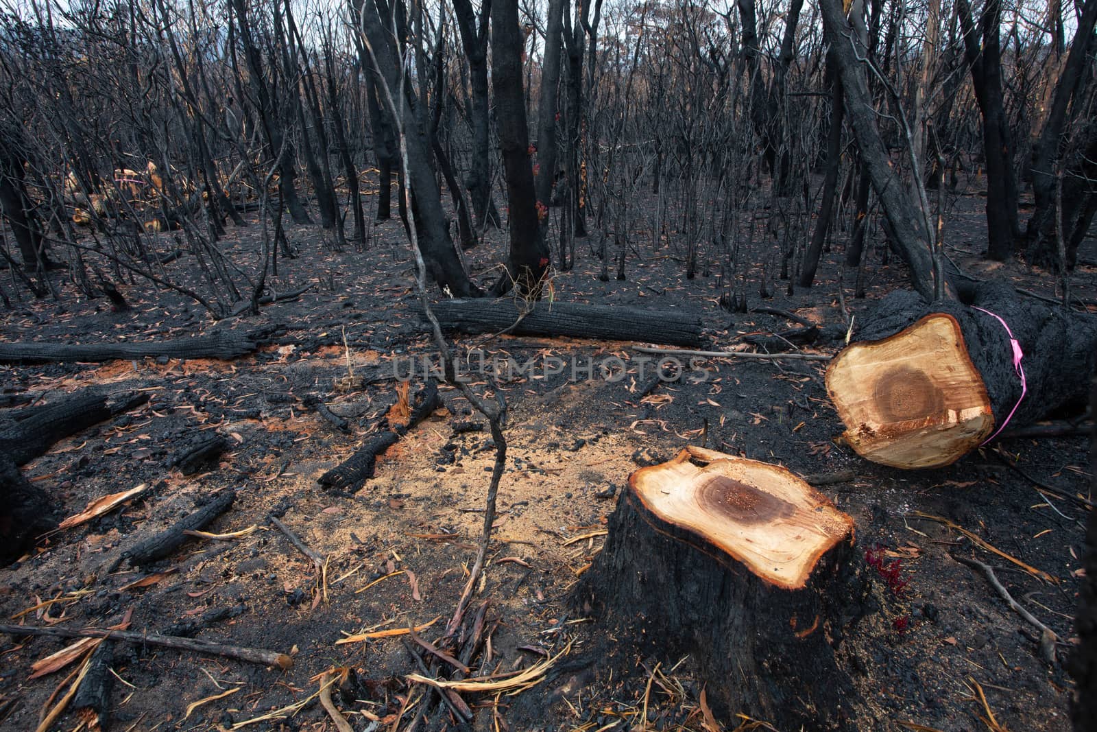 A dangerous tree felled after bush fires in Australia by lovleah