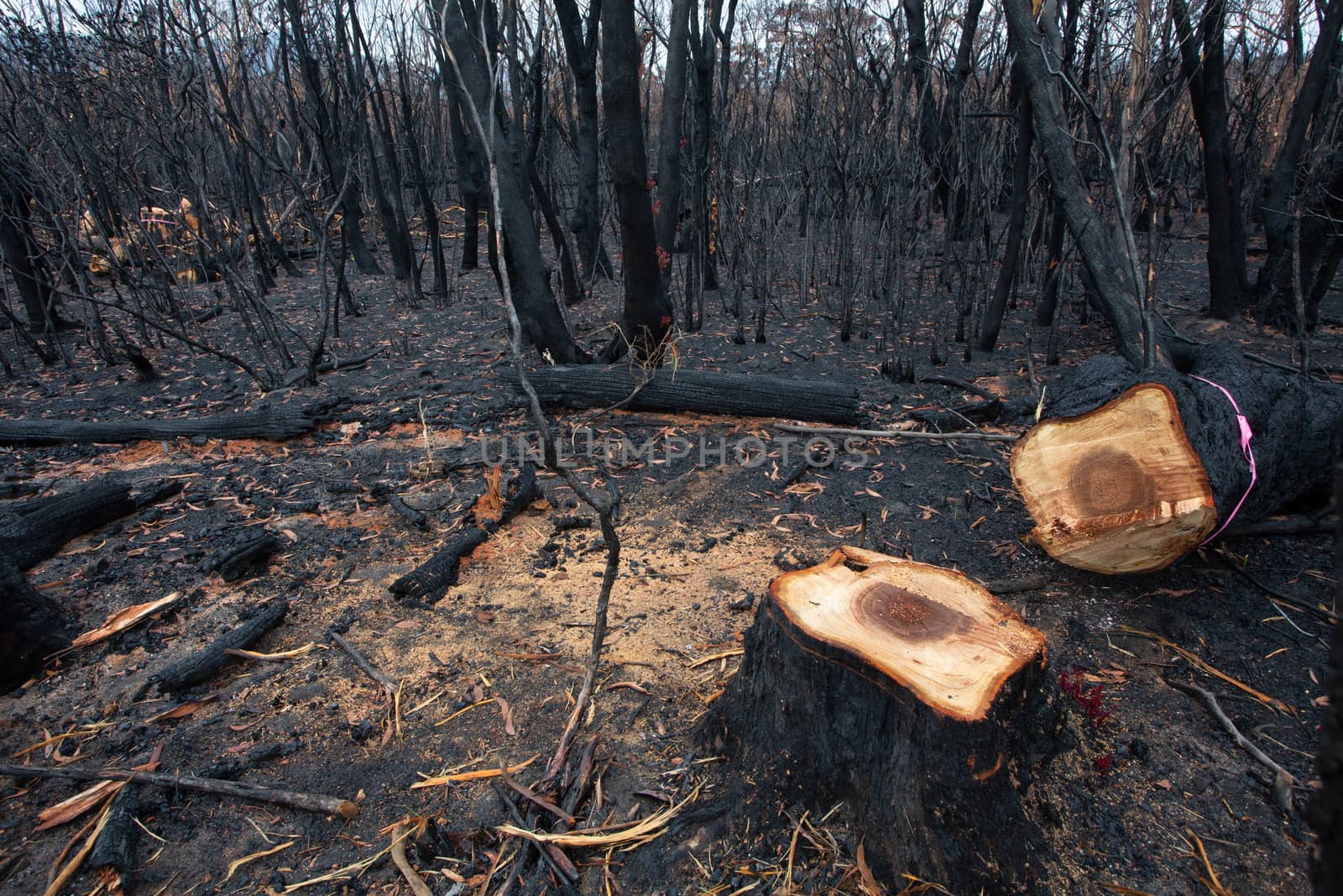 A dangerous tree, marked with pink ribbon and felled after bush fires in Australia.   Already new leaf growth emerges from its roots