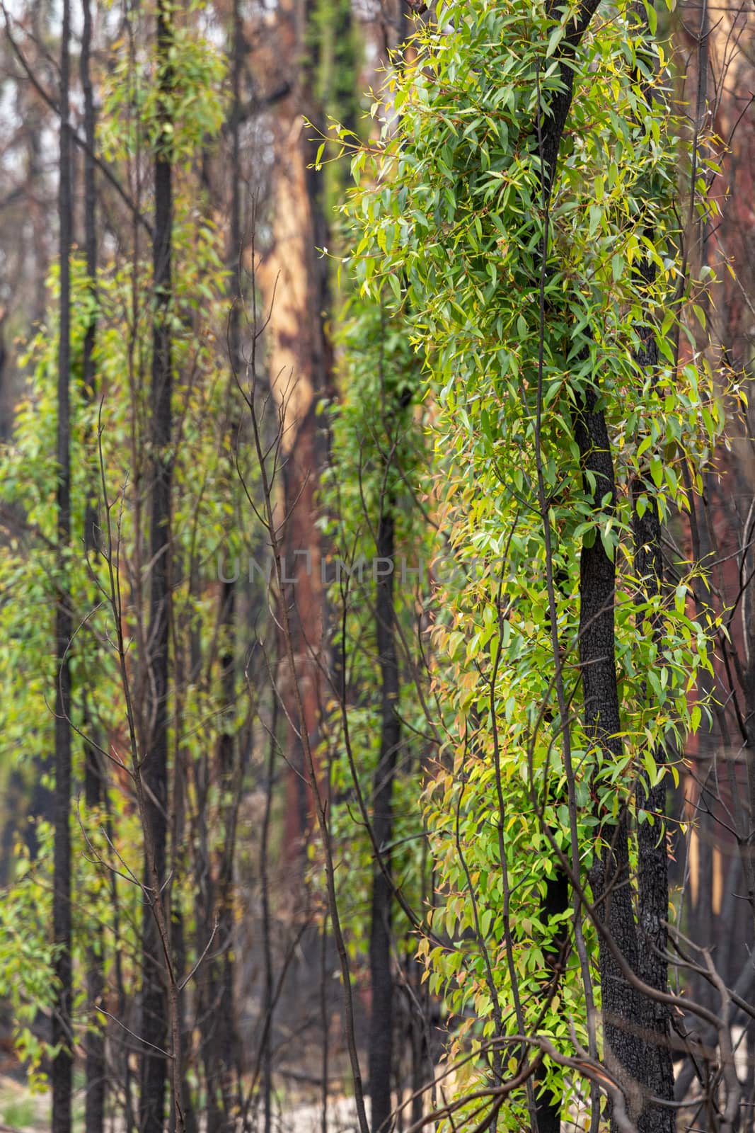 Trees with new leaf growth after fire by lovleah