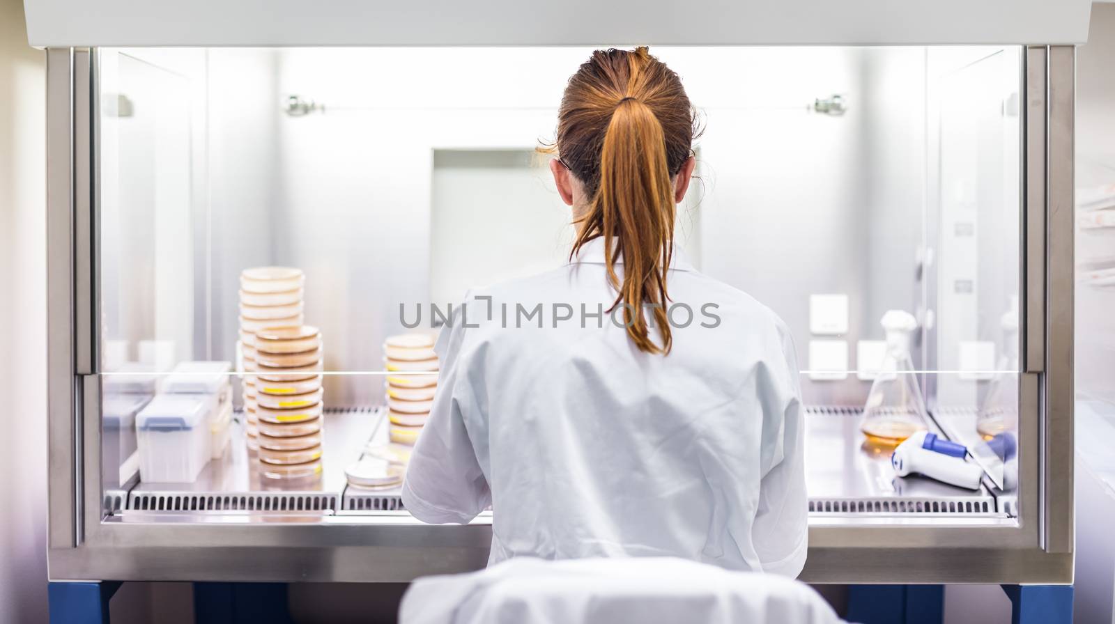 Female scientist working with laminar flow at corona virus vaccine development laboratory research facility. by kasto