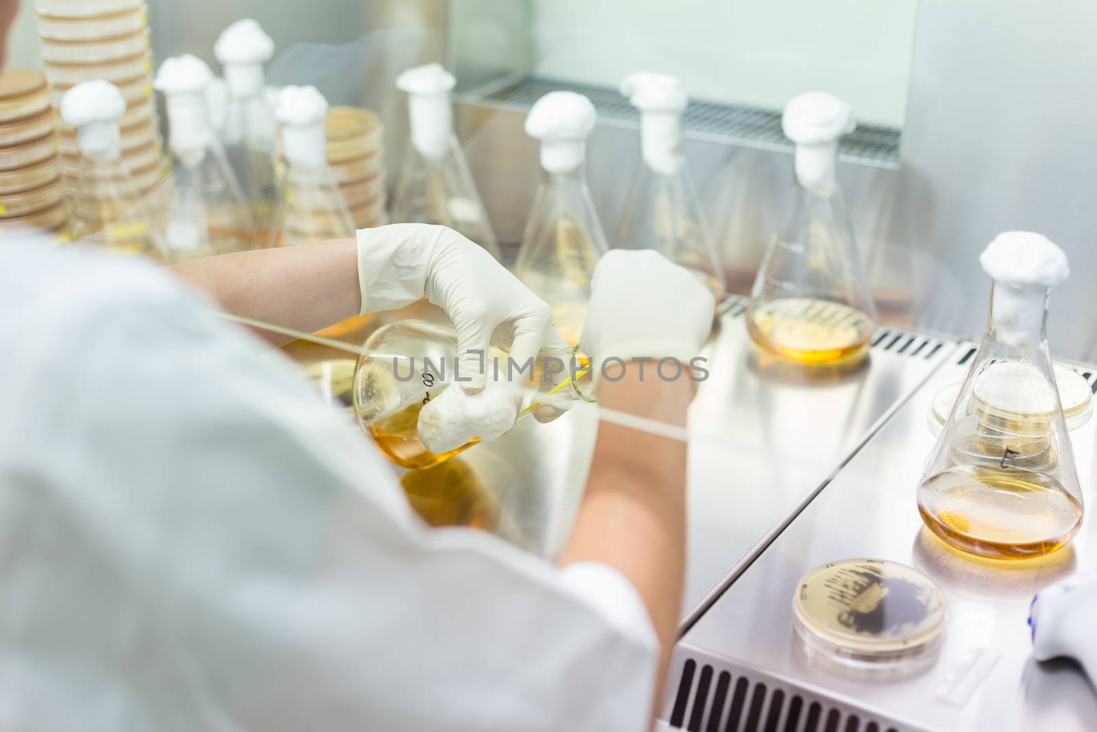 Female scientist working with laminar flow at corona virus vaccine development laboratory research facility. by kasto