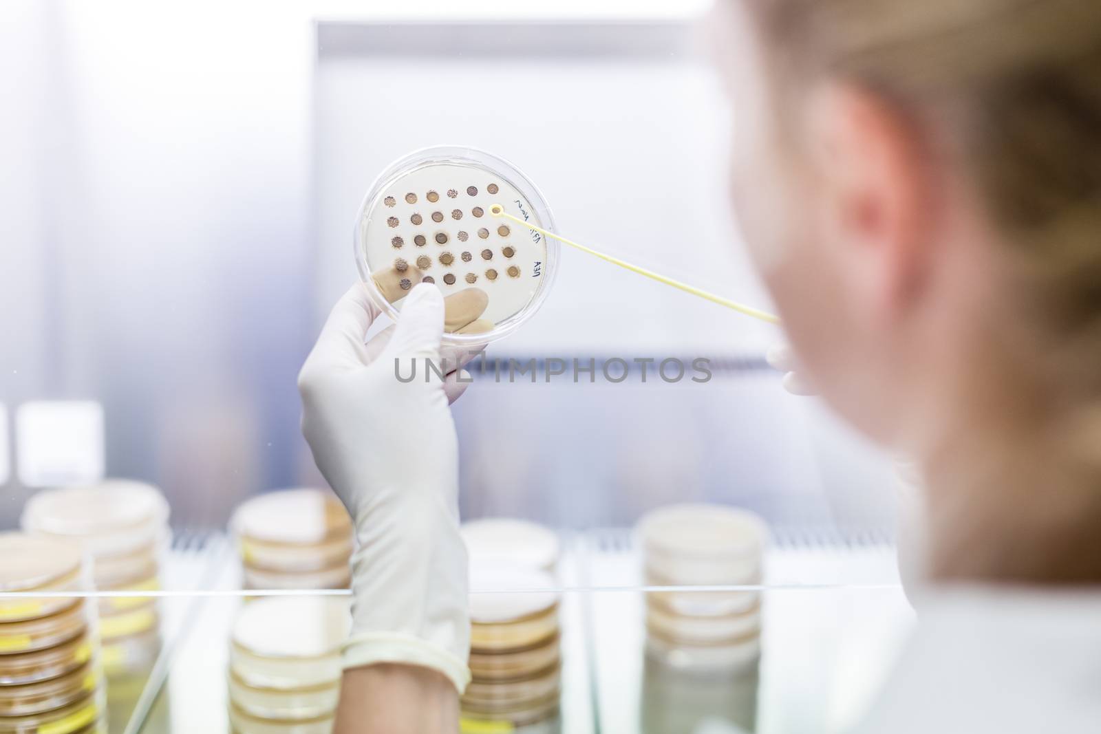 Female scientist working with laminar flow at corona virus vaccine development laboratory research facility. by kasto