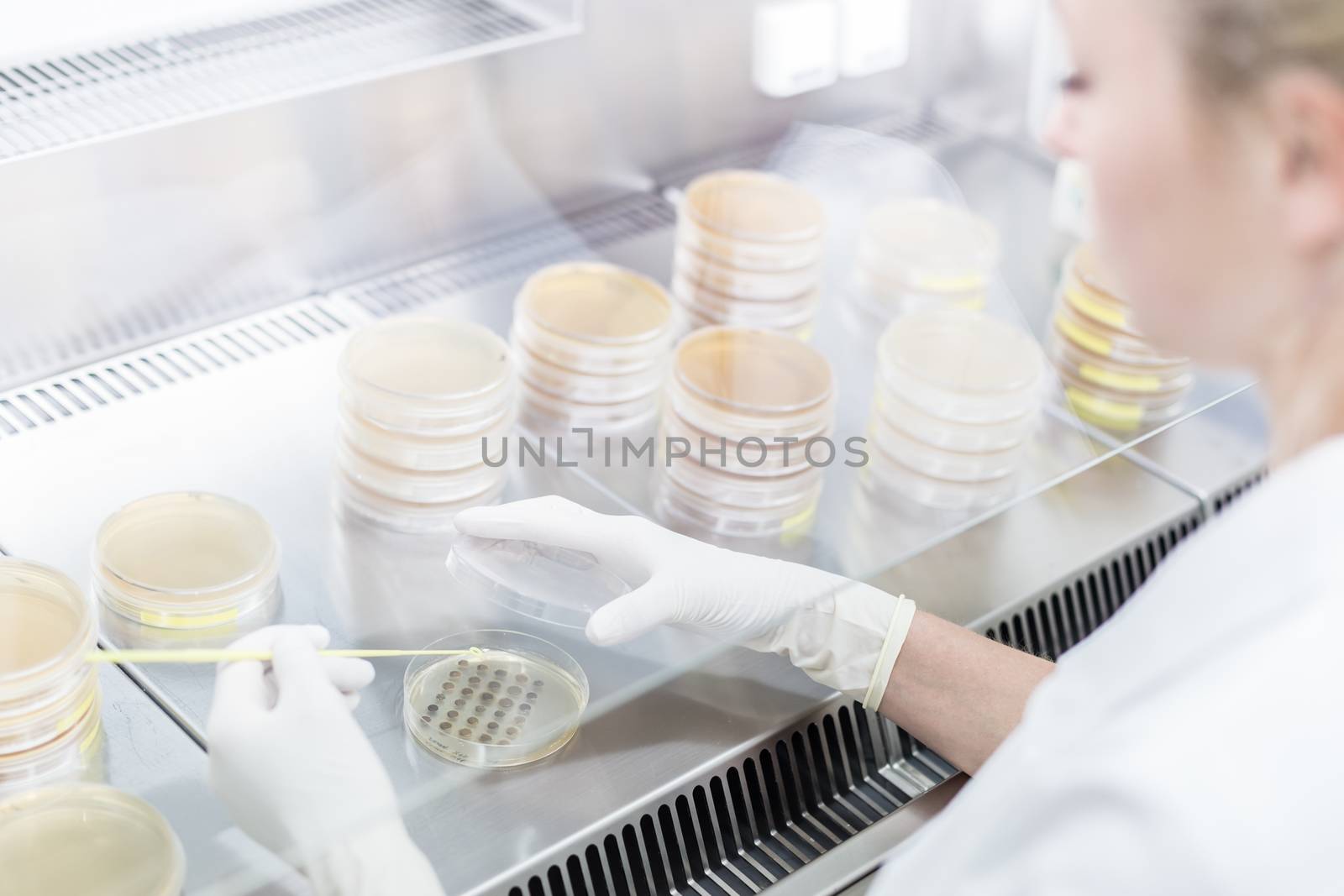 Female scientist working with laminar flow at corona virus vaccine development laboratory research facility. by kasto