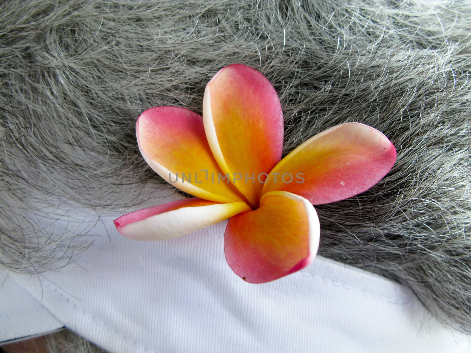 Frangipani bloom behind ear by charleshester