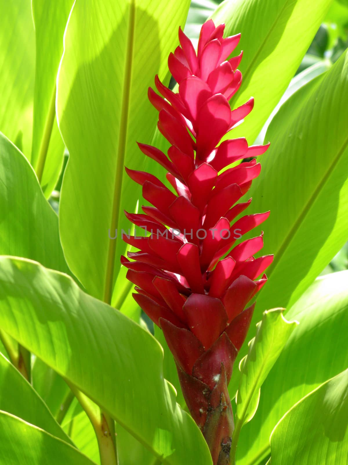 Alpinia purpurata, red ginger, also called ostrich plume and pink cone ginger, are native Malaysian plants with showy flowers on long brightly colored red bracts. They look like the bloom, but the true flower is the small white flower on top. It has cultivars called Jungle King and Jungle Queen.