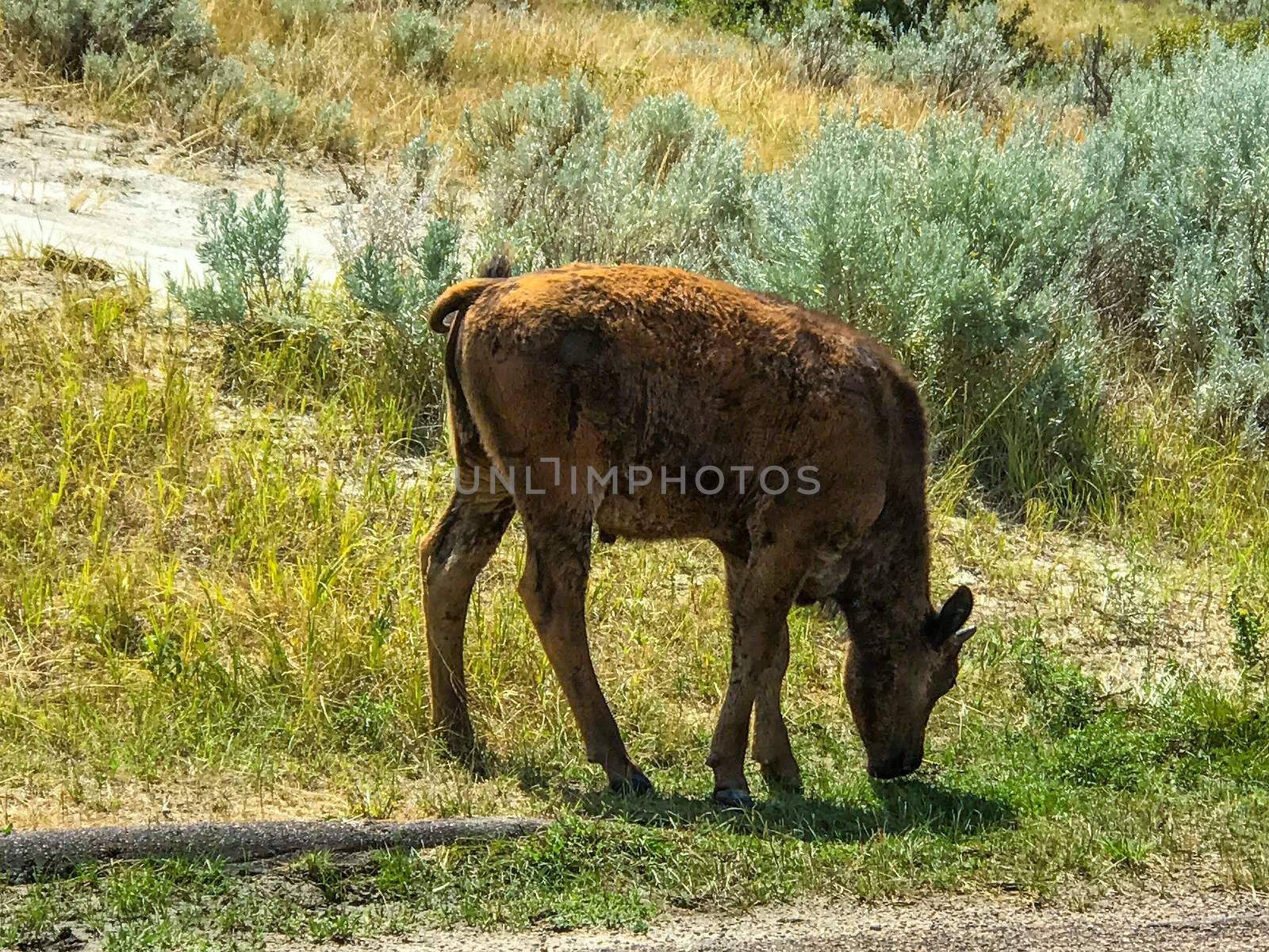 theodore Rosevelt National Park by charleshester