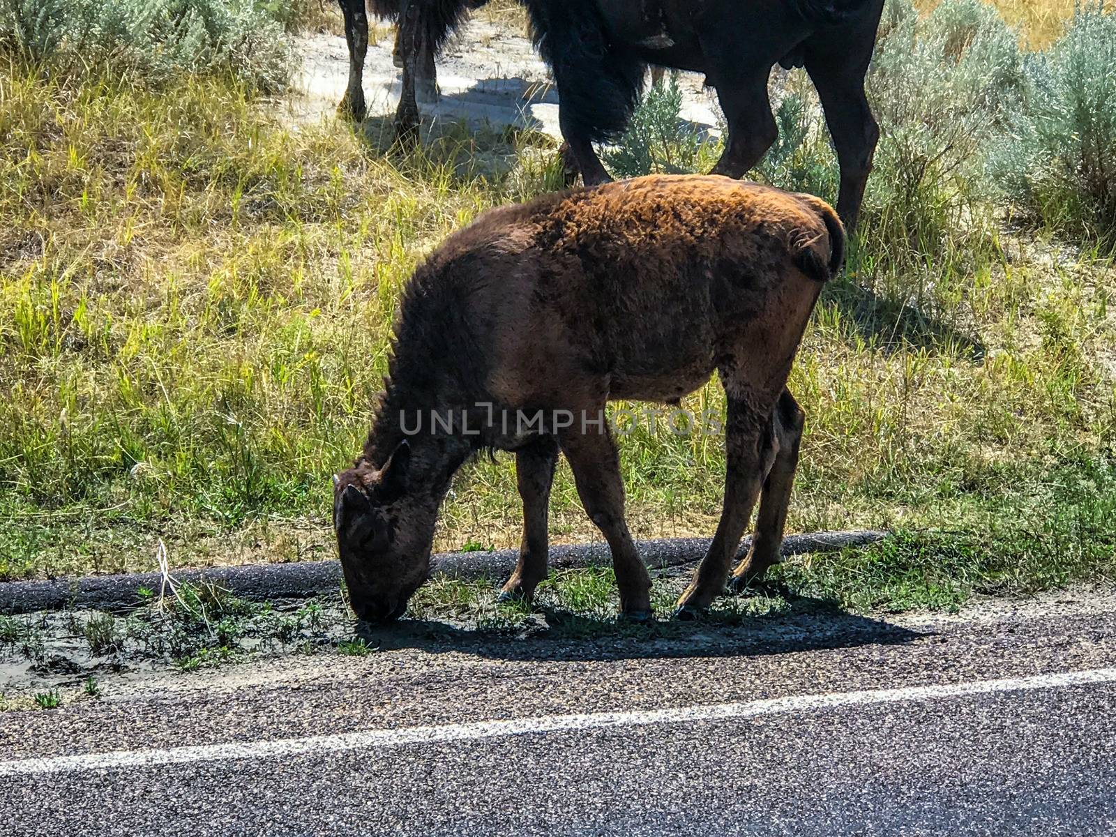 theodore Rosevelt National Park by charleshester