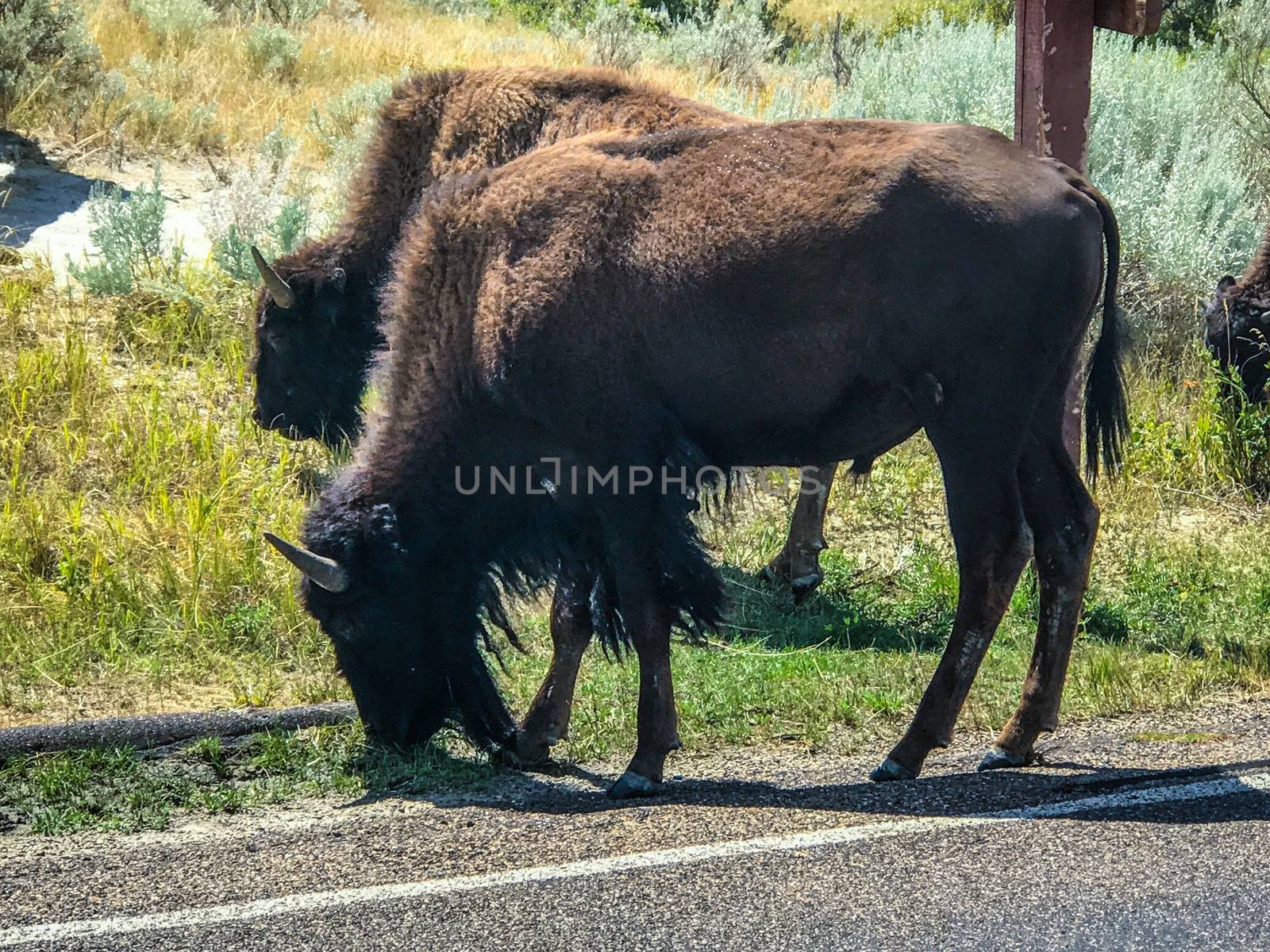 theodore Rosevelt National Park by charleshester