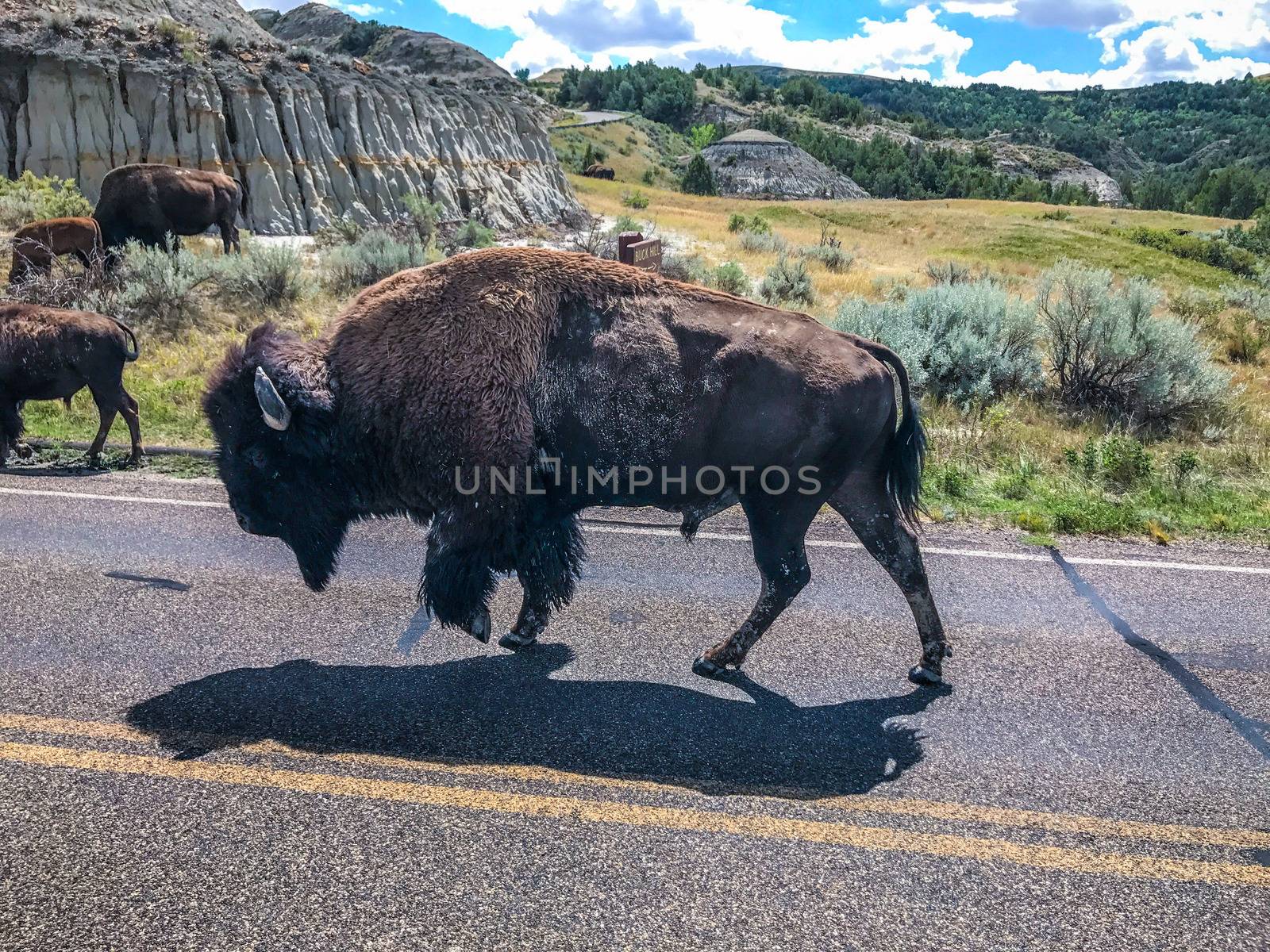 Theodore Rosevelt National Park north Dakota USA