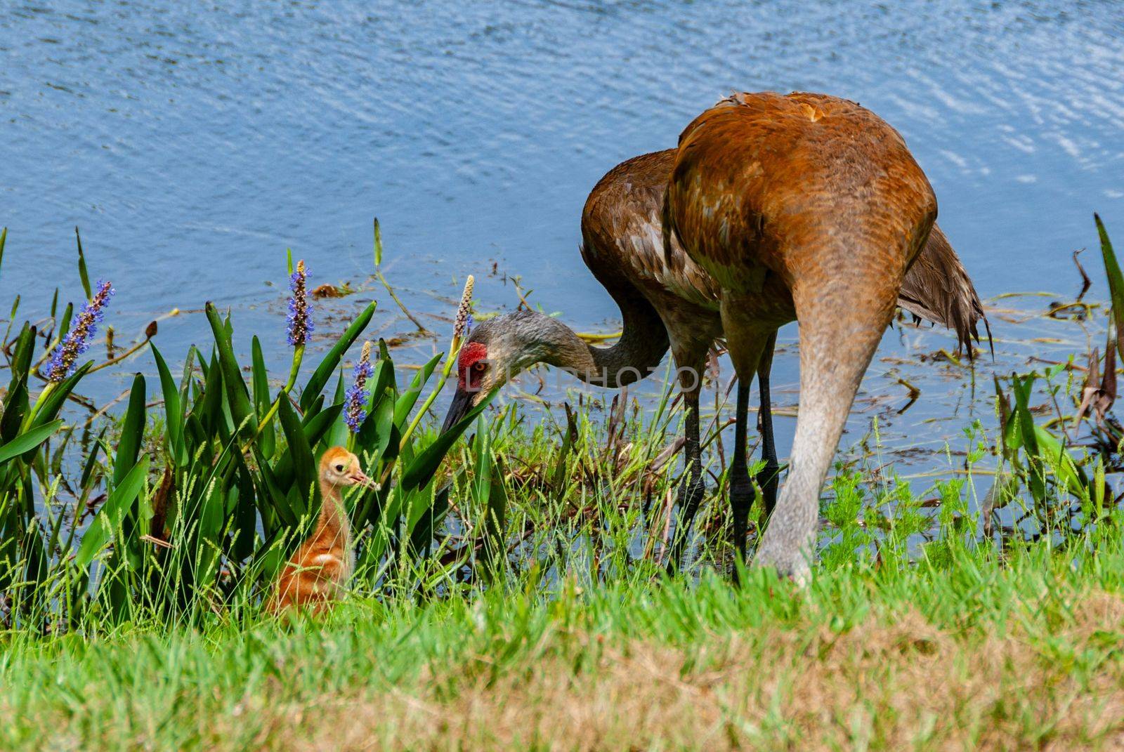 Sandhill crane with chick (Grus canadensis), Florida, United States Red headed
