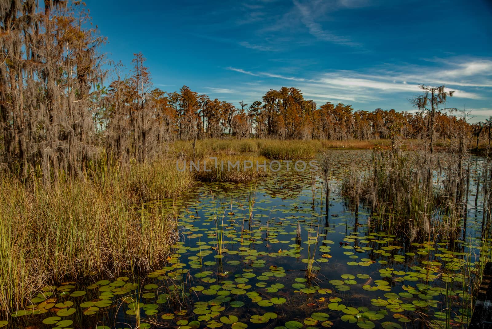 Water lillies on pond by charleshester