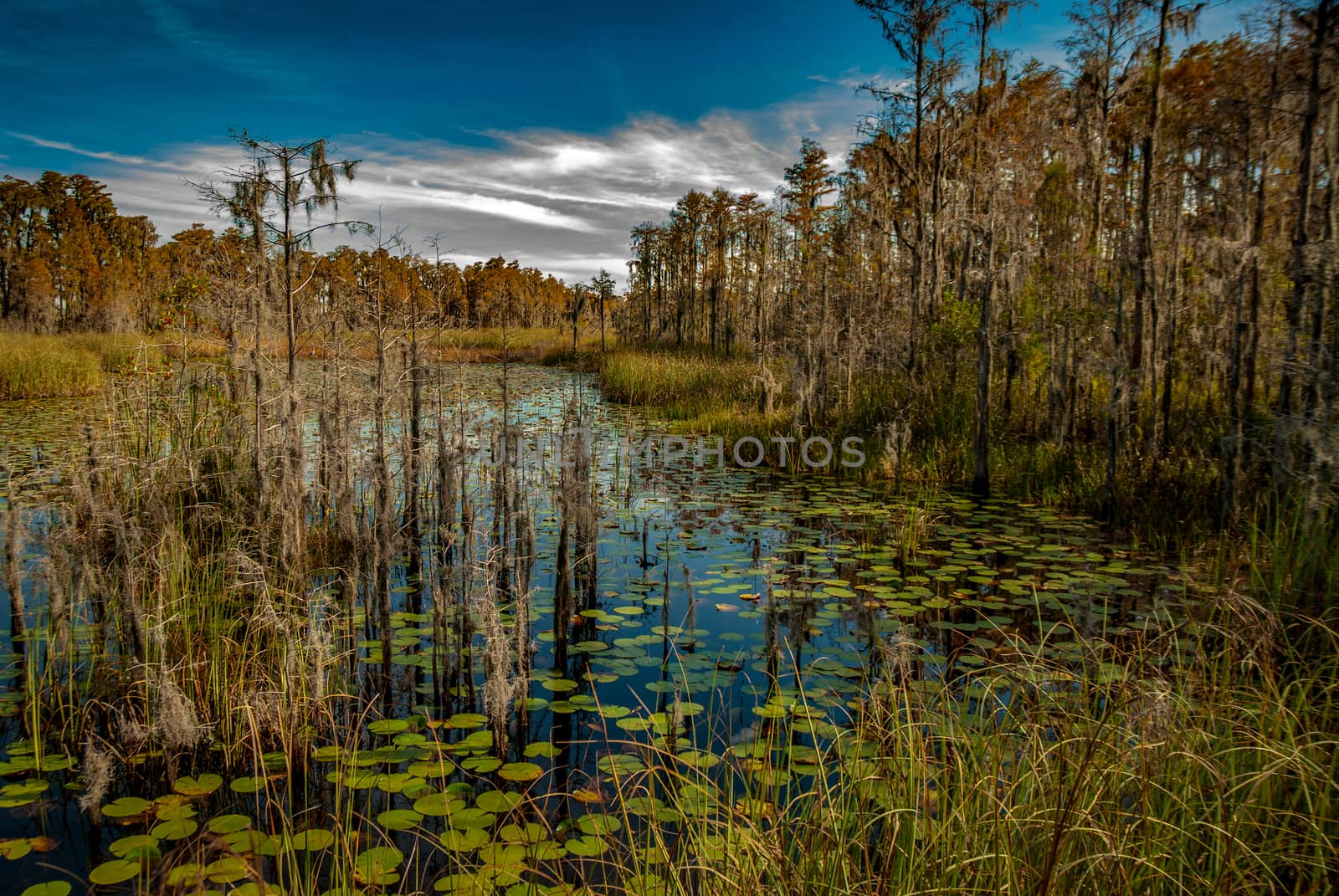 lillies and trees on pond by charleshester