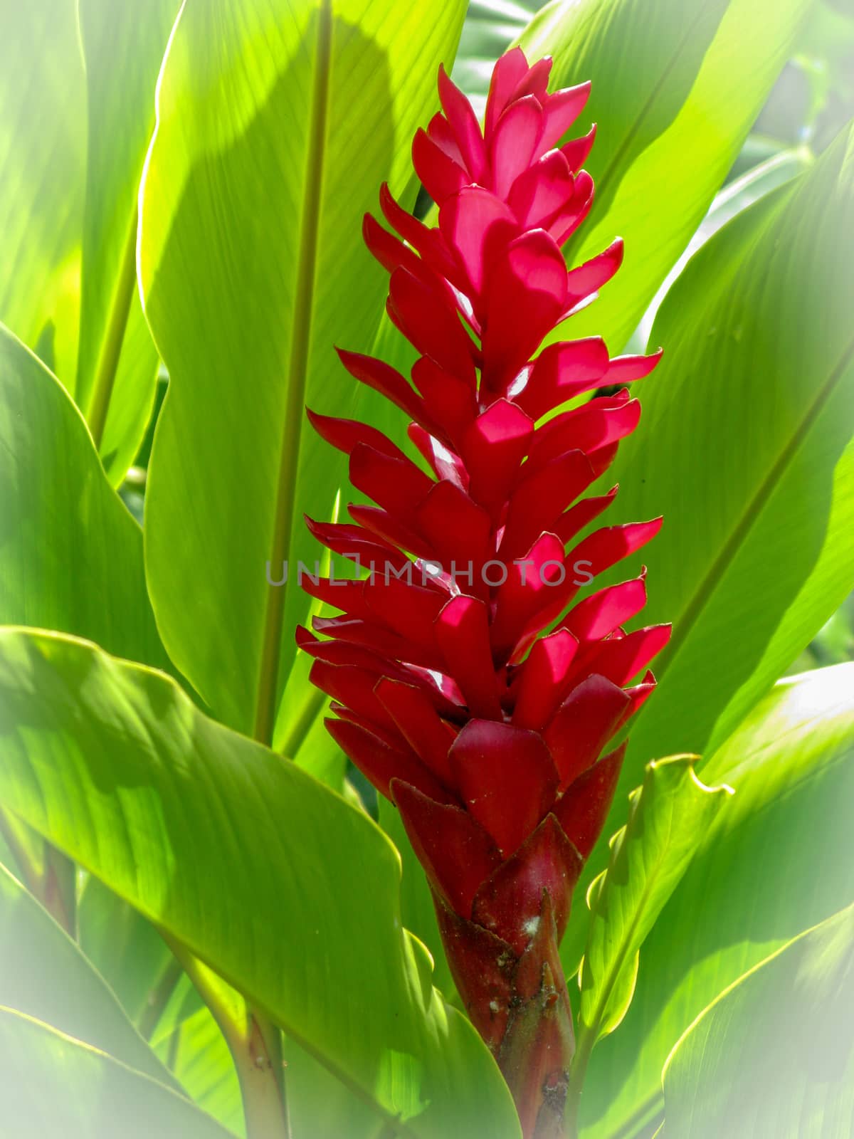 Alpinia purpurata, red ginger, also called ostrich plume and pink cone ginger, are native Malaysian plants with showy flowers on long brightly colored red bracts. They look like the bloom, but the true flower is the small white flower on top. It has cultivars called Jungle King and Jungle Queen.