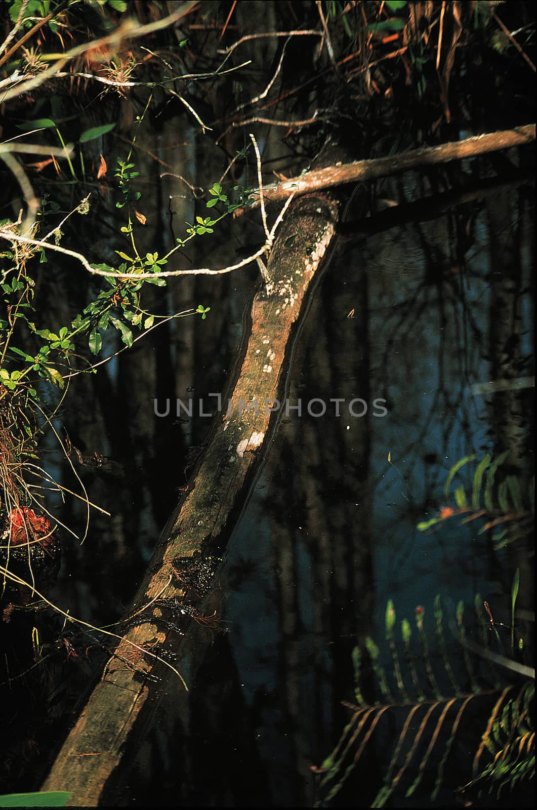 Fallen Tree Stump at Corkscrew Swamp Sanctuary