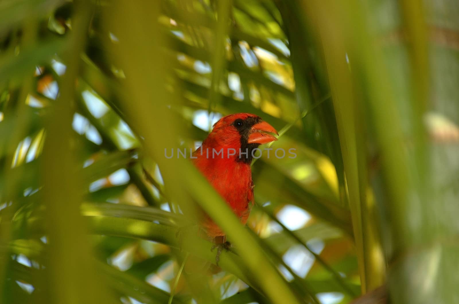 Cardinal Male in palm by charleshester