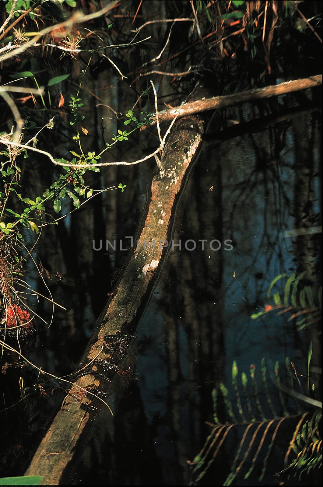 Fallen Tree Stump at Corkscrew Swamp Sanctuary