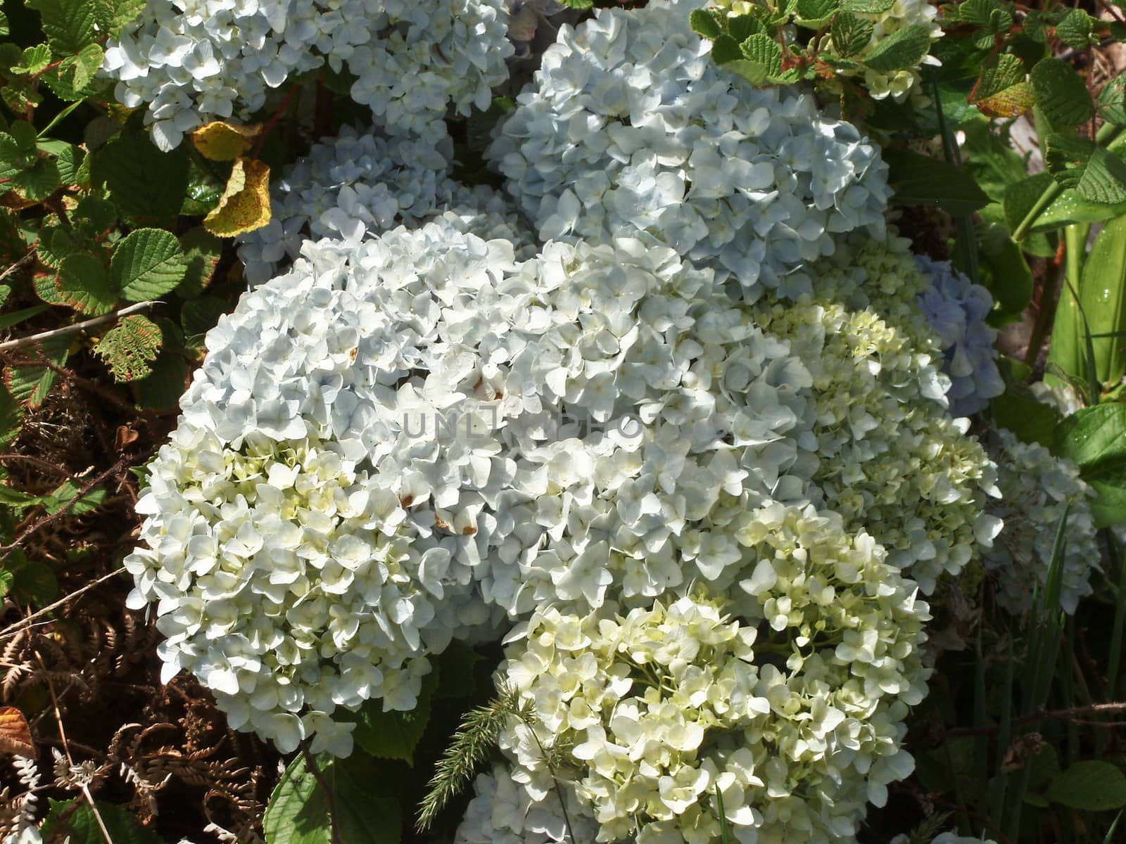 Hydrangea serrata is a species of flowering plant in the family Hydrangeaceae, native to mountainous regions of Korea and Japan. Common names include mountain hydrangea and tea of heaven.