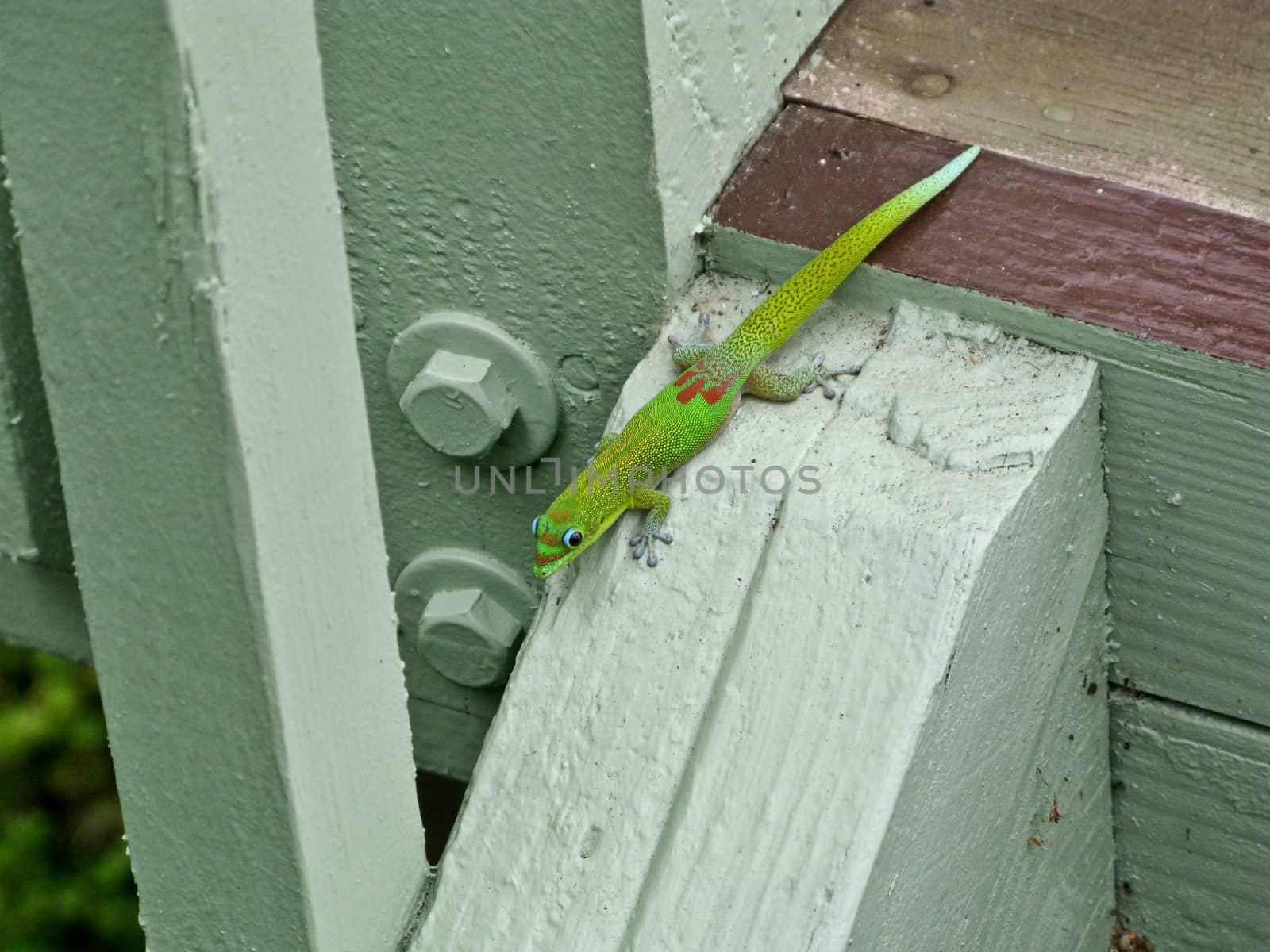 Green Gecko Hawaii by charleshester