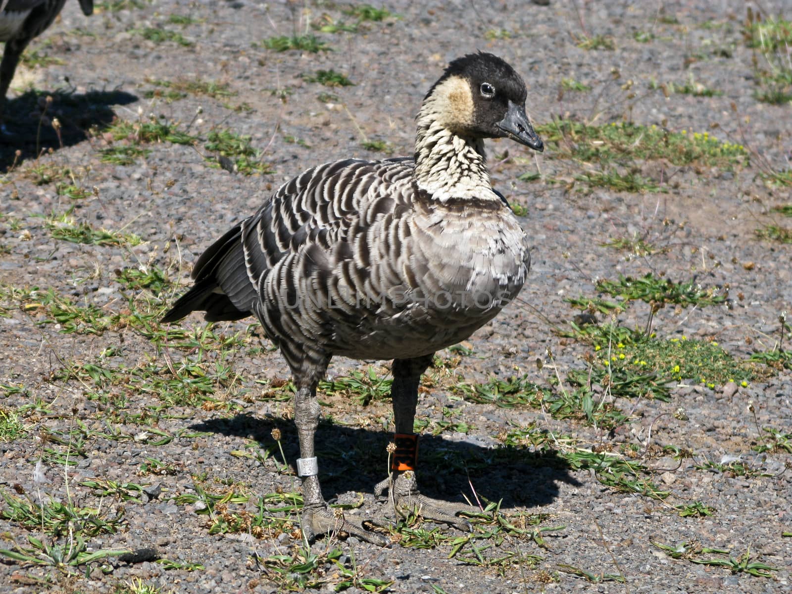 Nene Hawaiin Goose native to Kauai Island