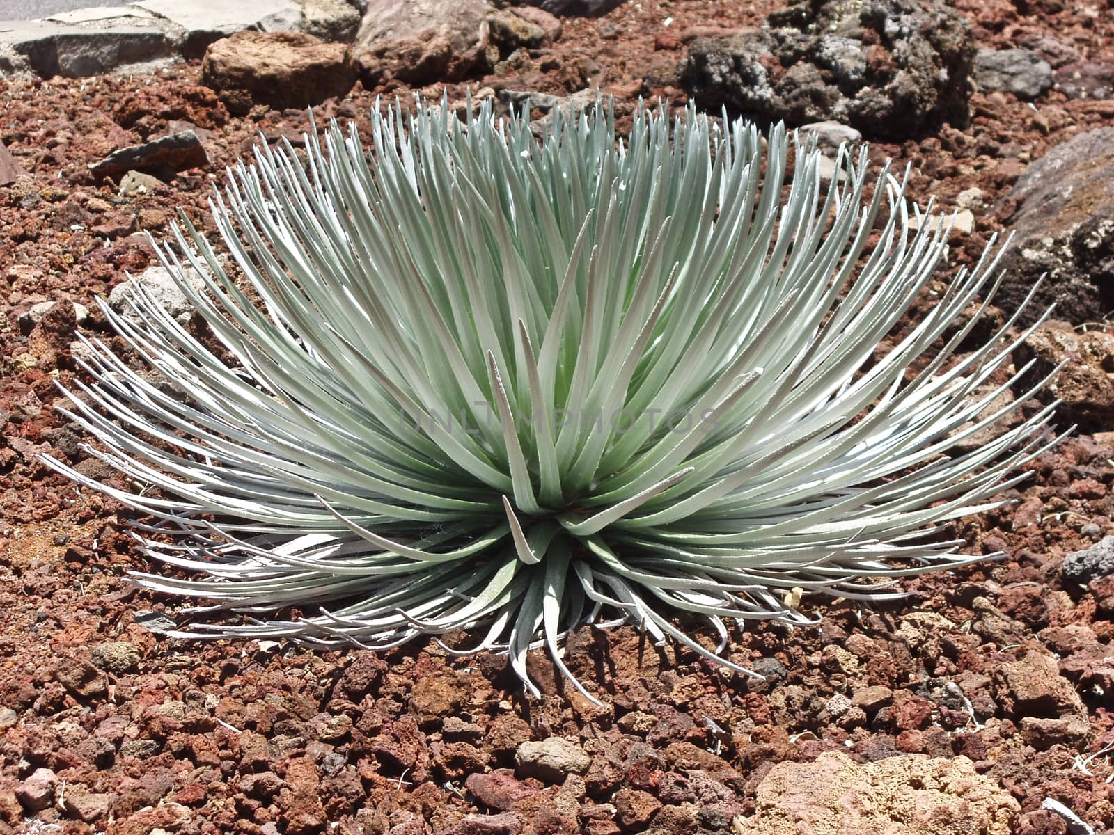 Silversword at the Mauna Kea Visitor Centre Hale Pohaku, Hawai'i