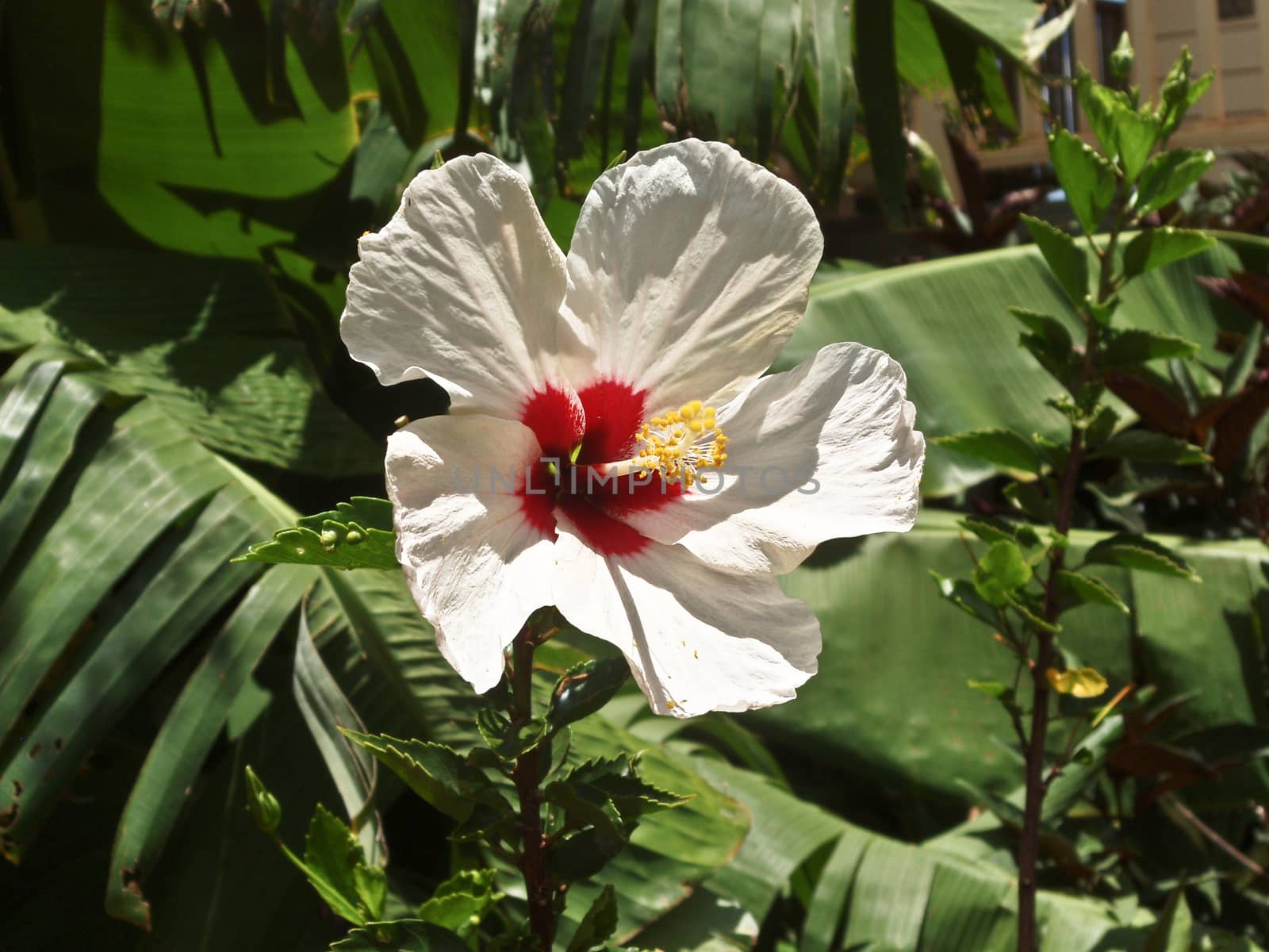 Hawaiian hibiscus bloom by charleshester