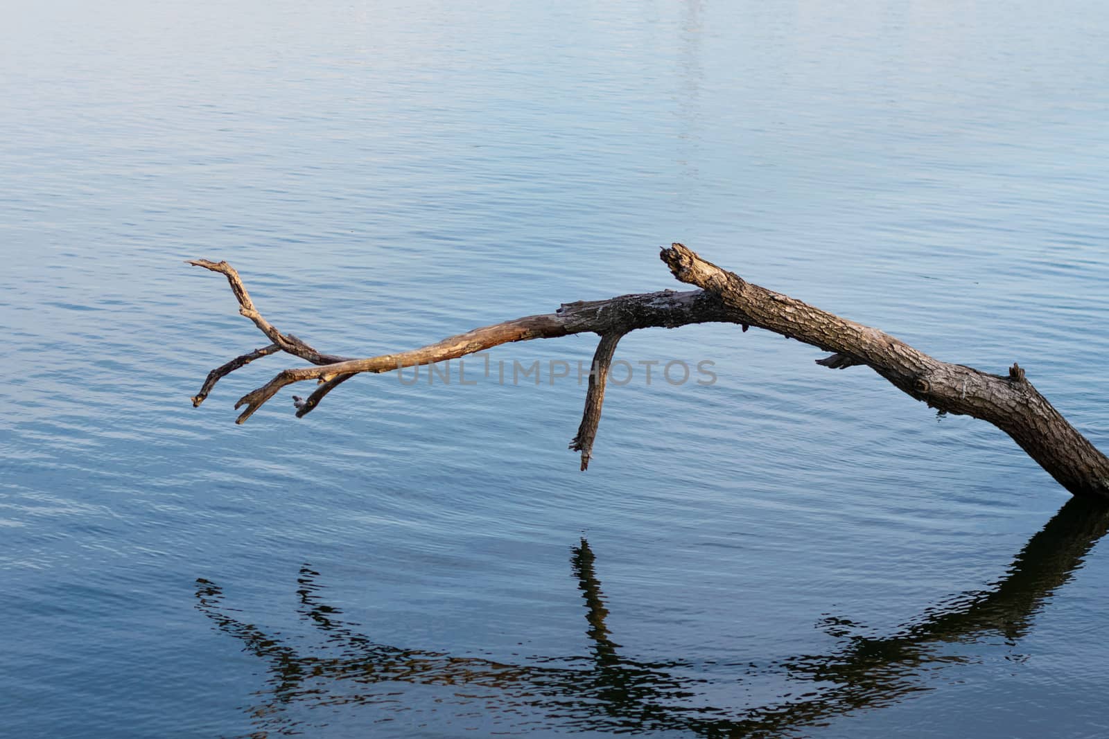 A big fallen tree branch standing above the the water of a lake, Morii Lake, Bucharest, Romania by Luca-Mih