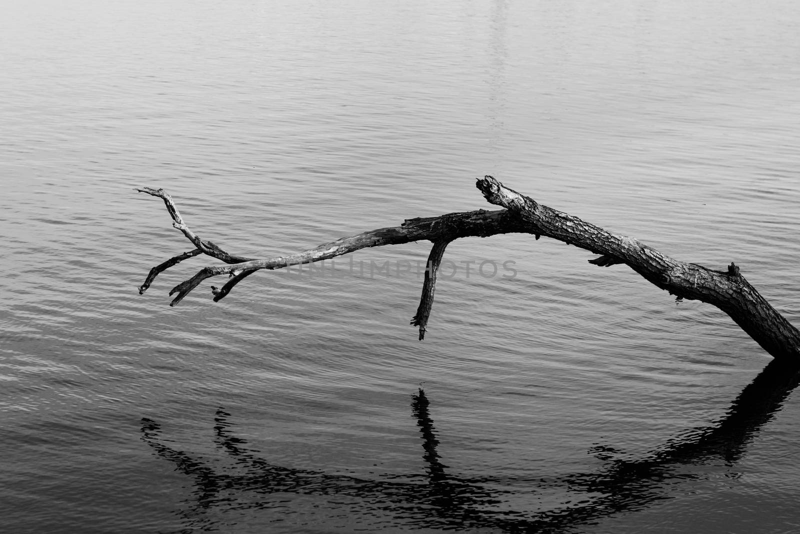 A big fallen tree branch standing above the the water of a lake in black and white, Morii Lake, Bucharest, Romania