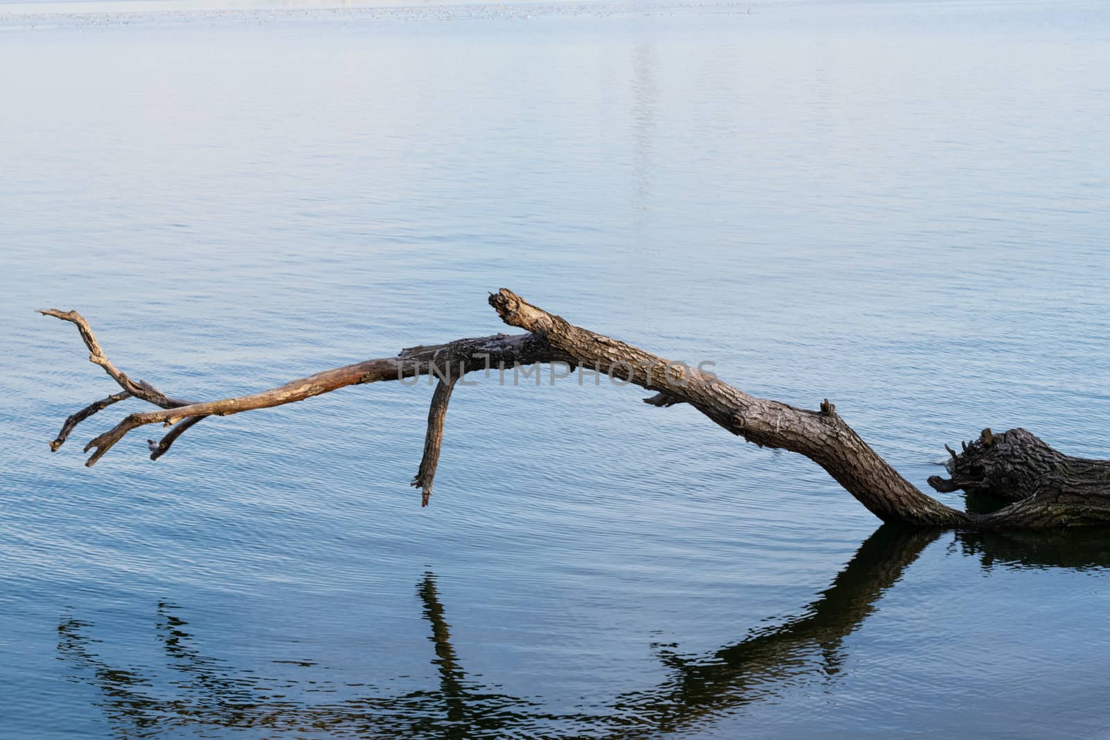 A fallen tree standing above the the water of a lake, Morii Lake, Bucharest, Romania