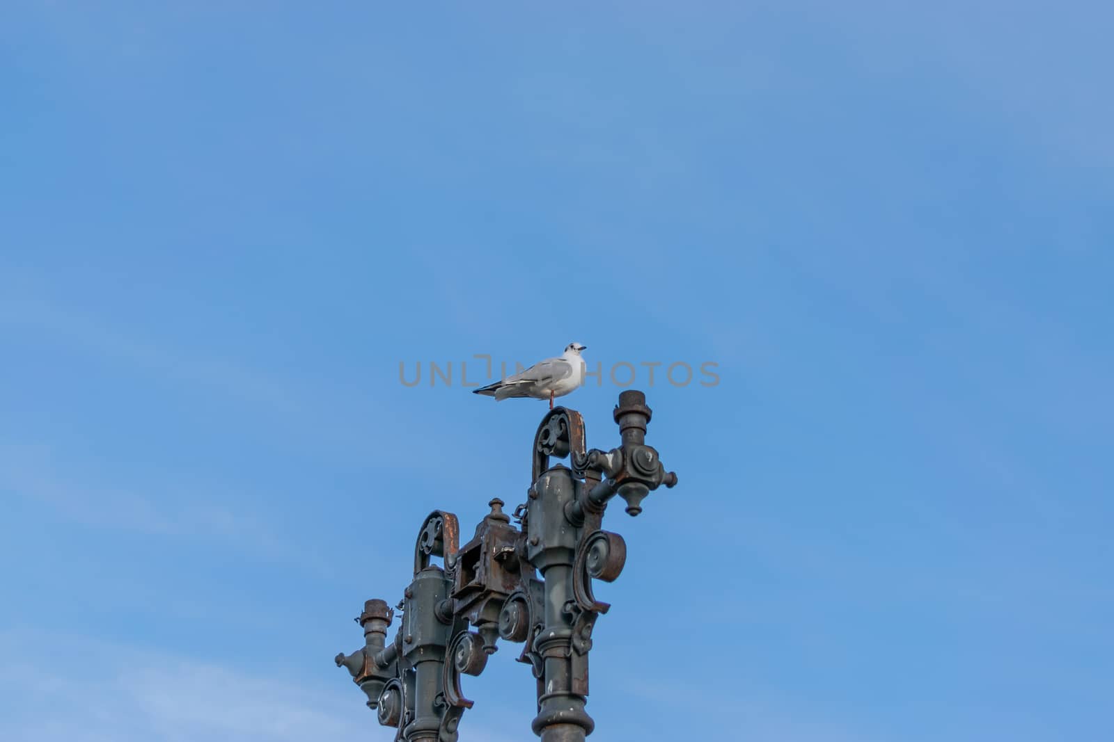 A seagull standing on an old lamp post with some interesting shapes and the sky in the background, Bucharest, Romania